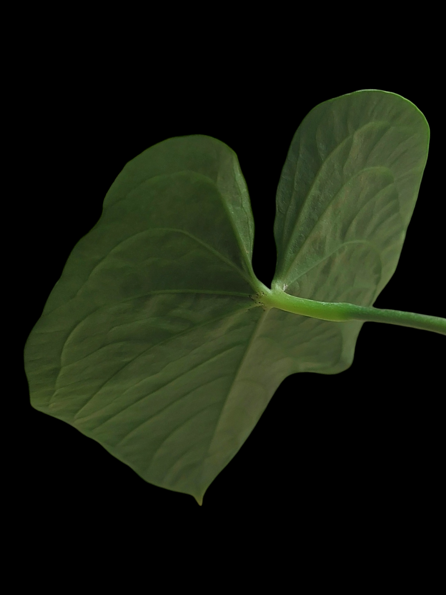 Anthurium sp. 'Peru Dark' 2 Leaves Wild Ecotype (EXACT PLANT)