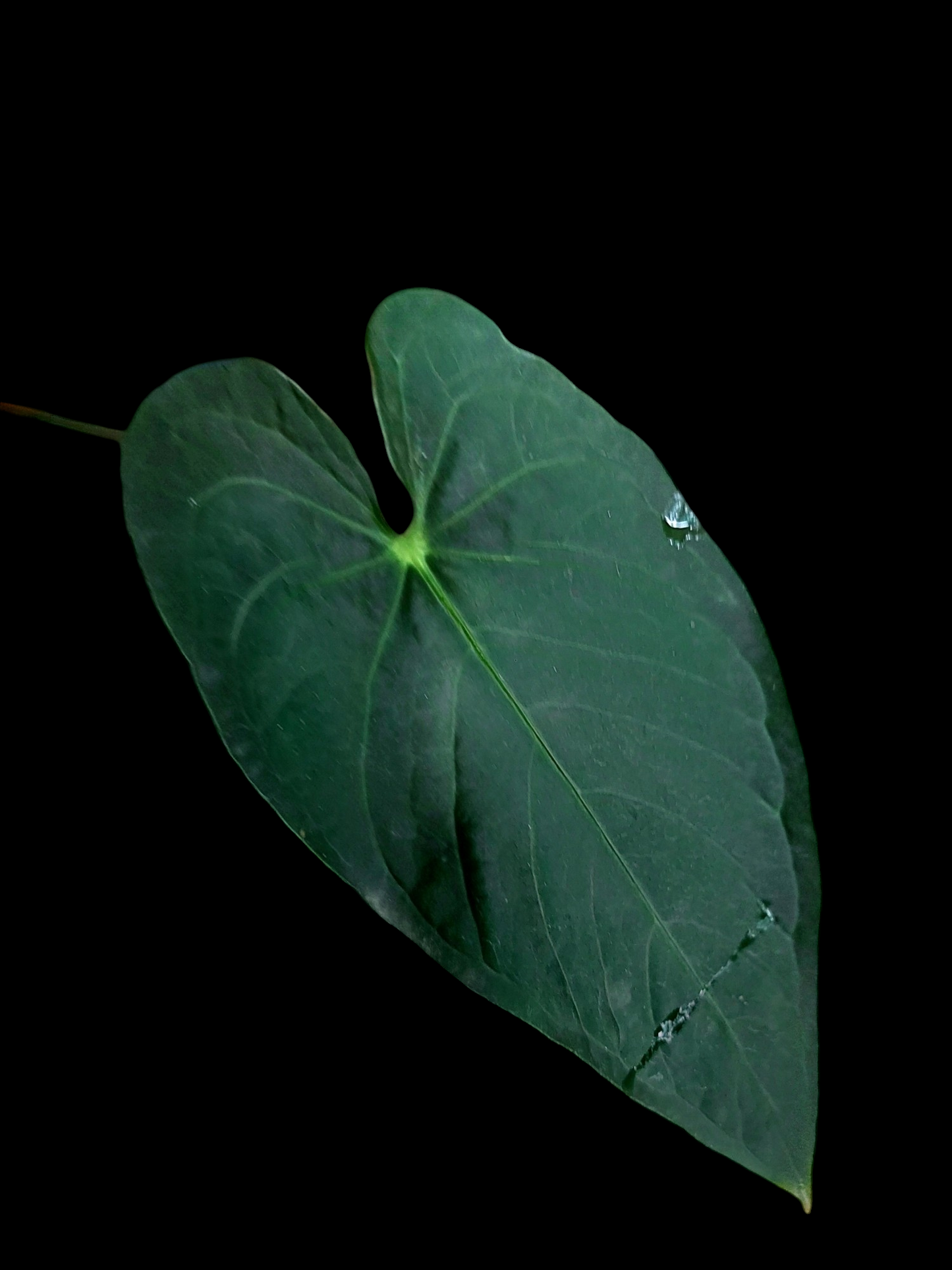 Anthurium sp. 'Peru Dark' 2 Leaves Wild Ecotype (EXACT PLANT)