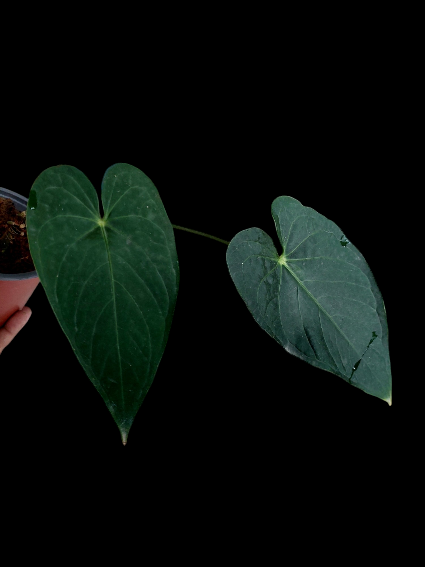 Anthurium sp. 'Peru Dark' 2 Leaves Wild Ecotype (EXACT PLANT)