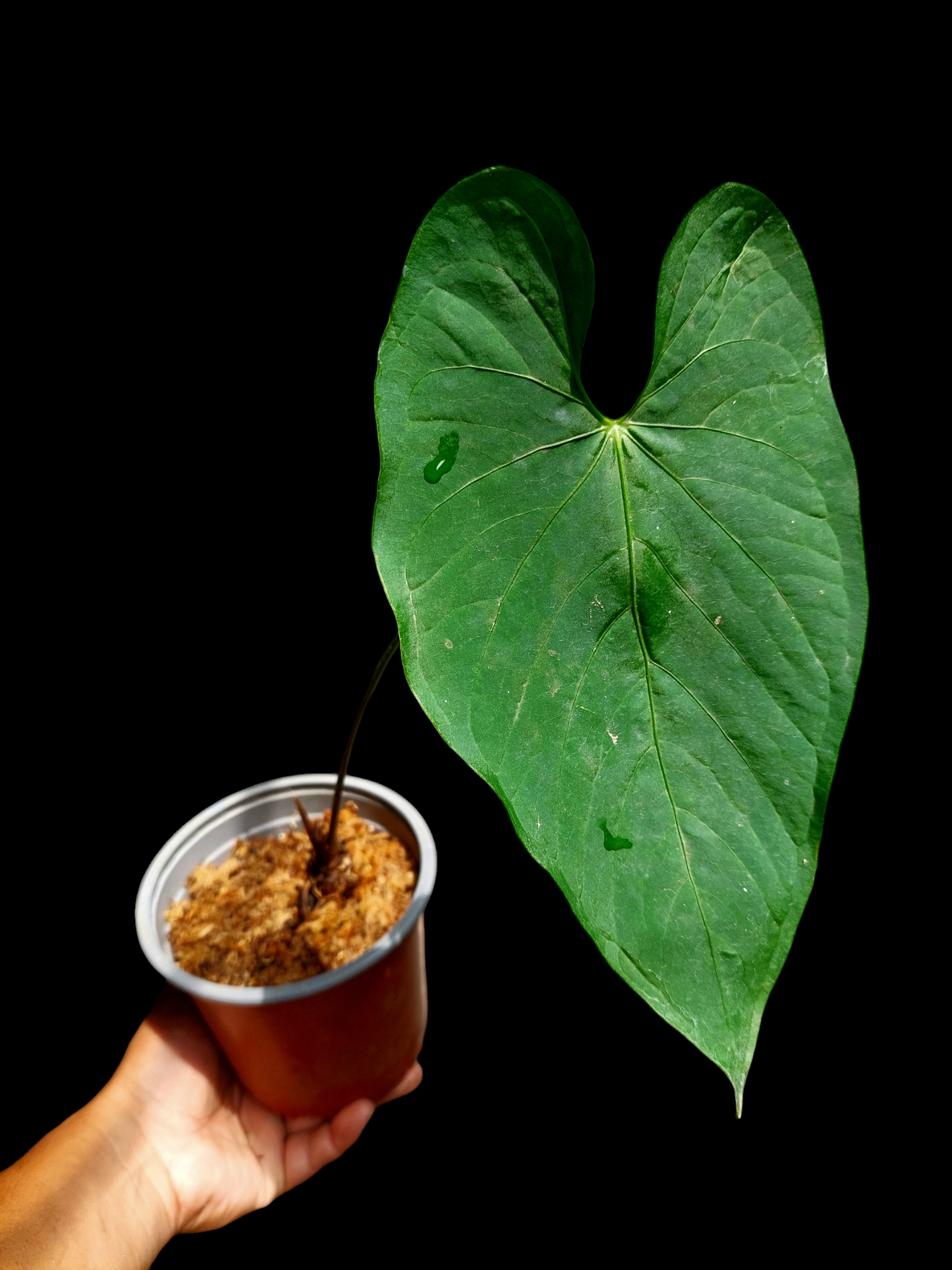 Anthurium sp. "Tarapoto Velvet" Wild Ecotype (EXACT PLANT)