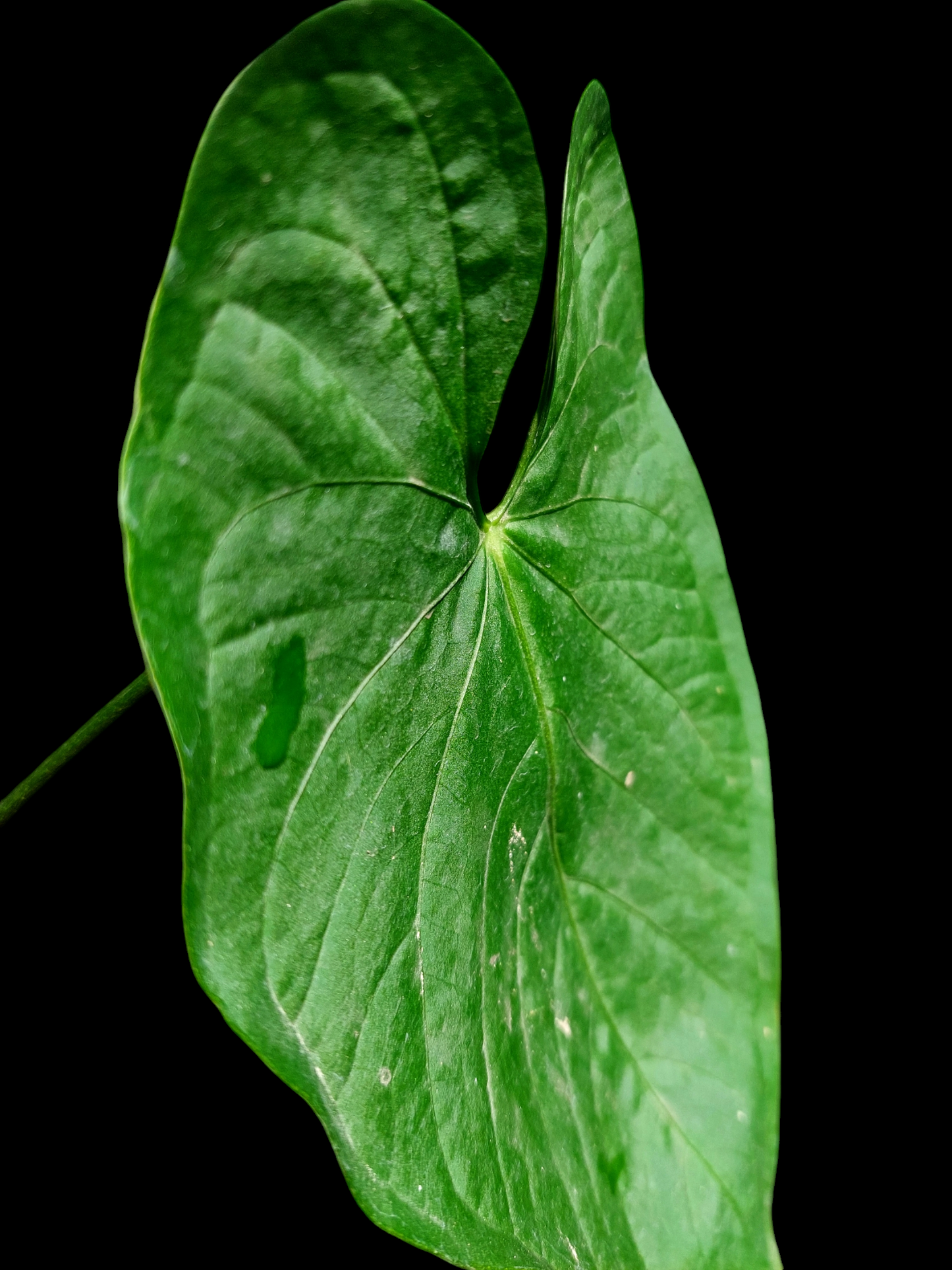 Anthurium sp. "Tarapoto Velvet" Wild Ecotype (EXACT PLANT)