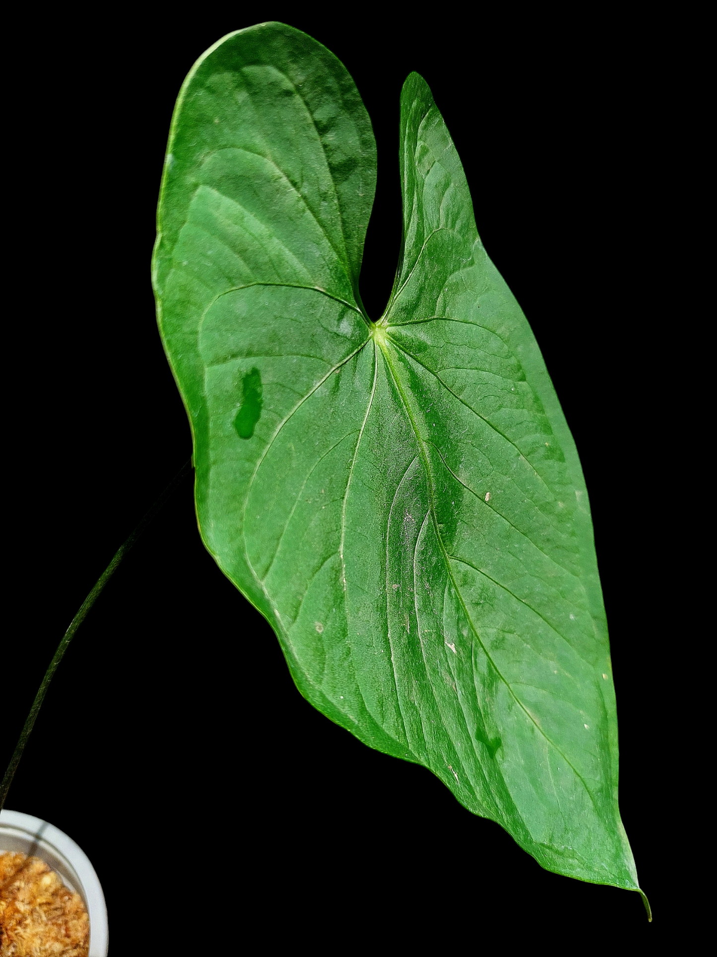 Anthurium sp. "Tarapoto Velvet" Wild Ecotype (EXACT PLANT)