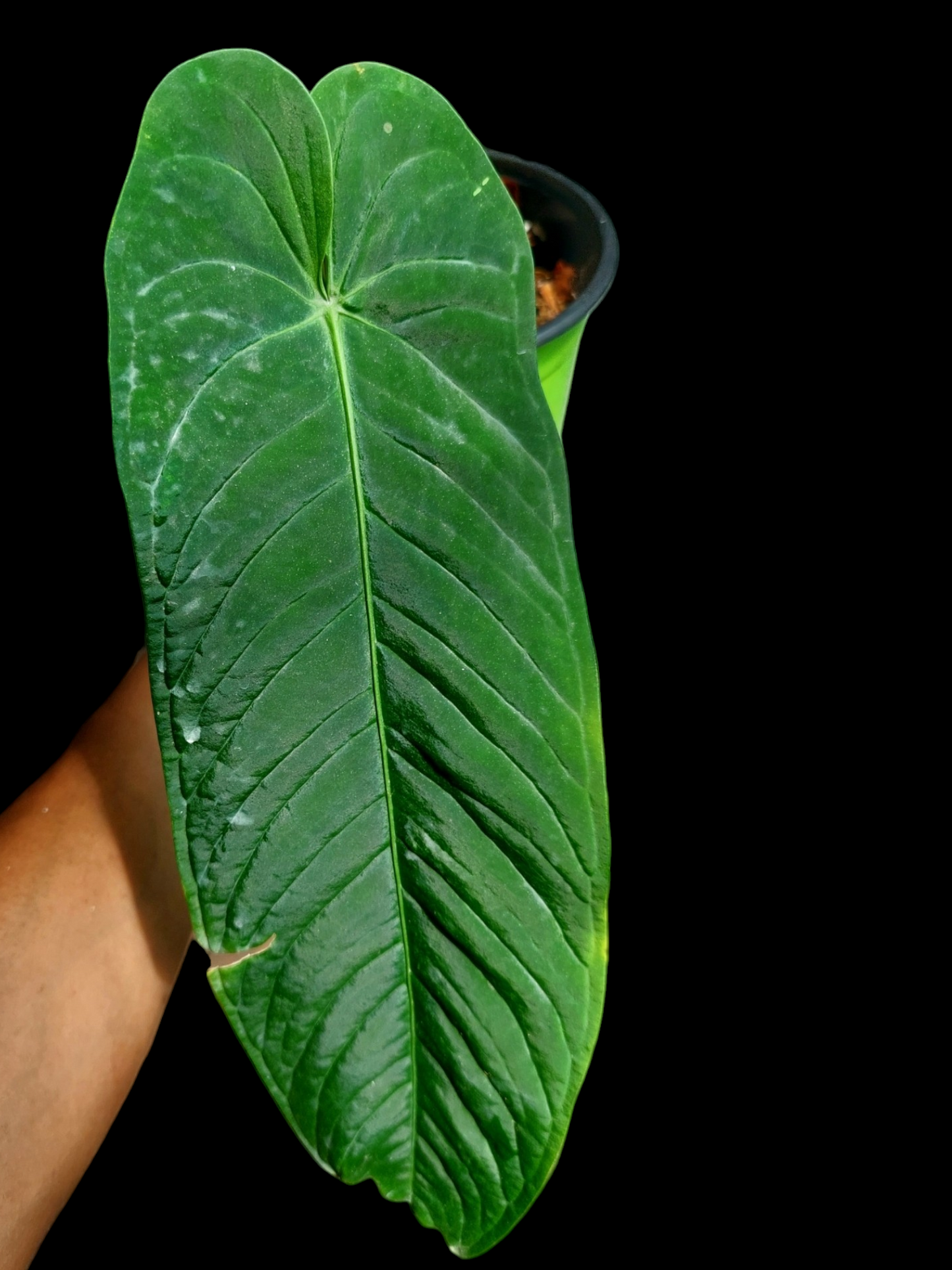 Anthurium Panamense LARGE PLANT (EXACT PLANT)