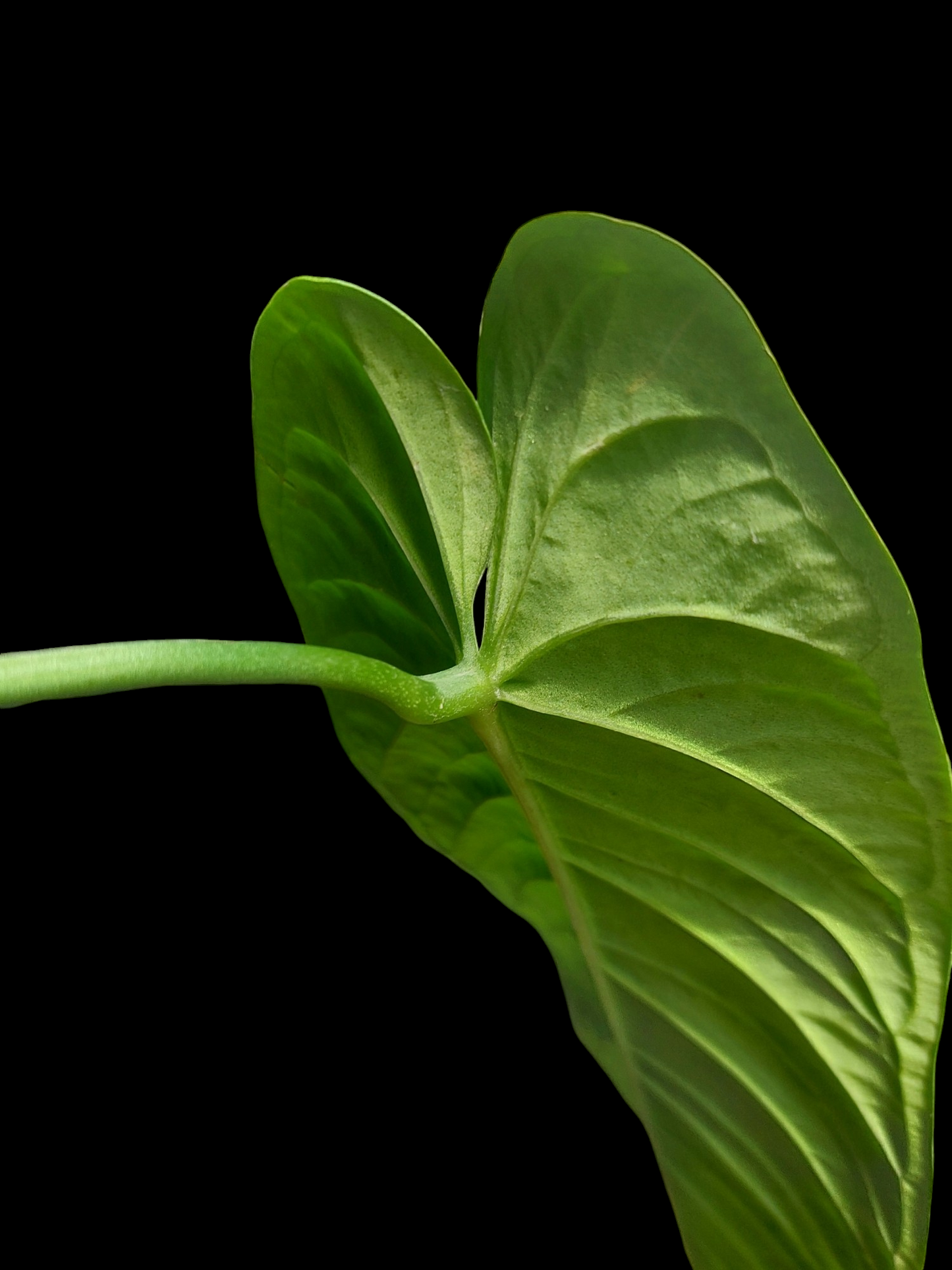 Anthurium Panamense LARGE PLANT (EXACT PLANT)