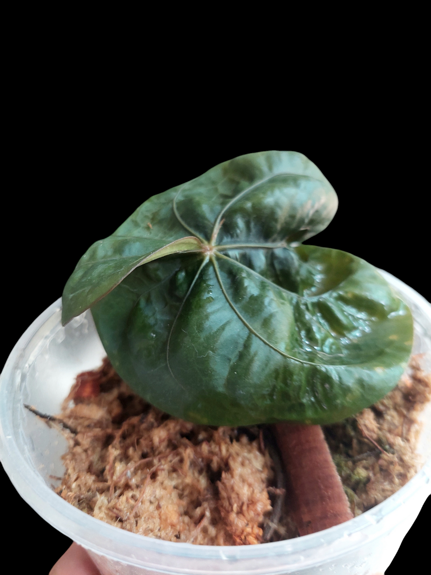 Anthurium Dressleri "Bocas del Toro" Wild Ecotype (EXACT PLANT)