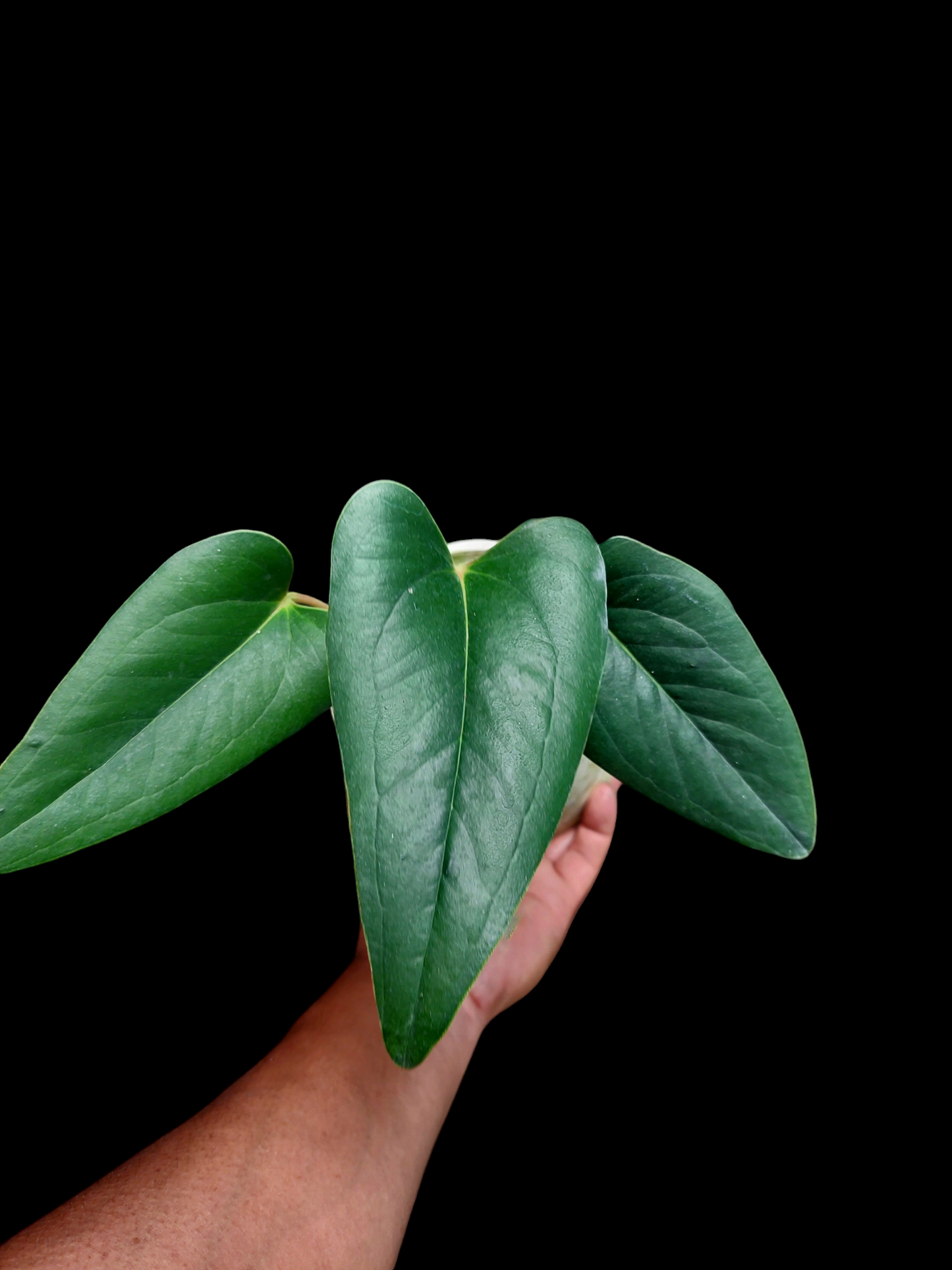 Anthurium sp. 'Indian arrow' 3 Leaves (EXACT PLANT)