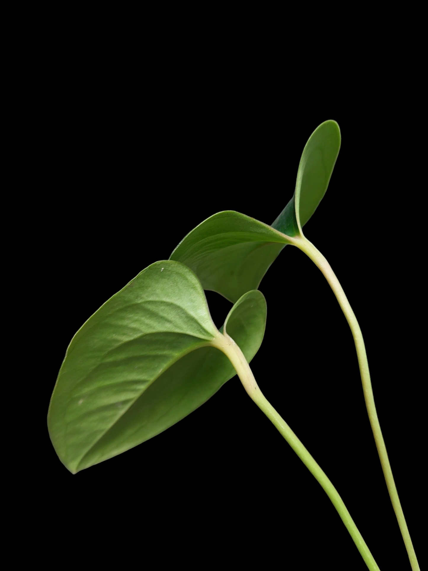 Anthurium sp. 'Indian arrow' 3 Leaves (EXACT PLANT)