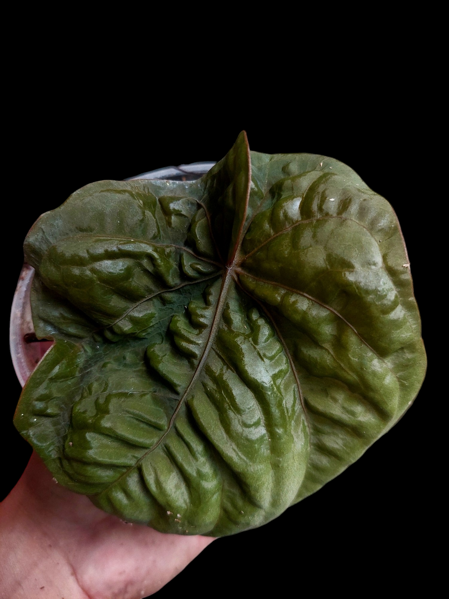 Anthurium Dressleri "Bocas del Toro" Dark Petiole Wild Ecotype 1 Leaf (EXACT PLANT)