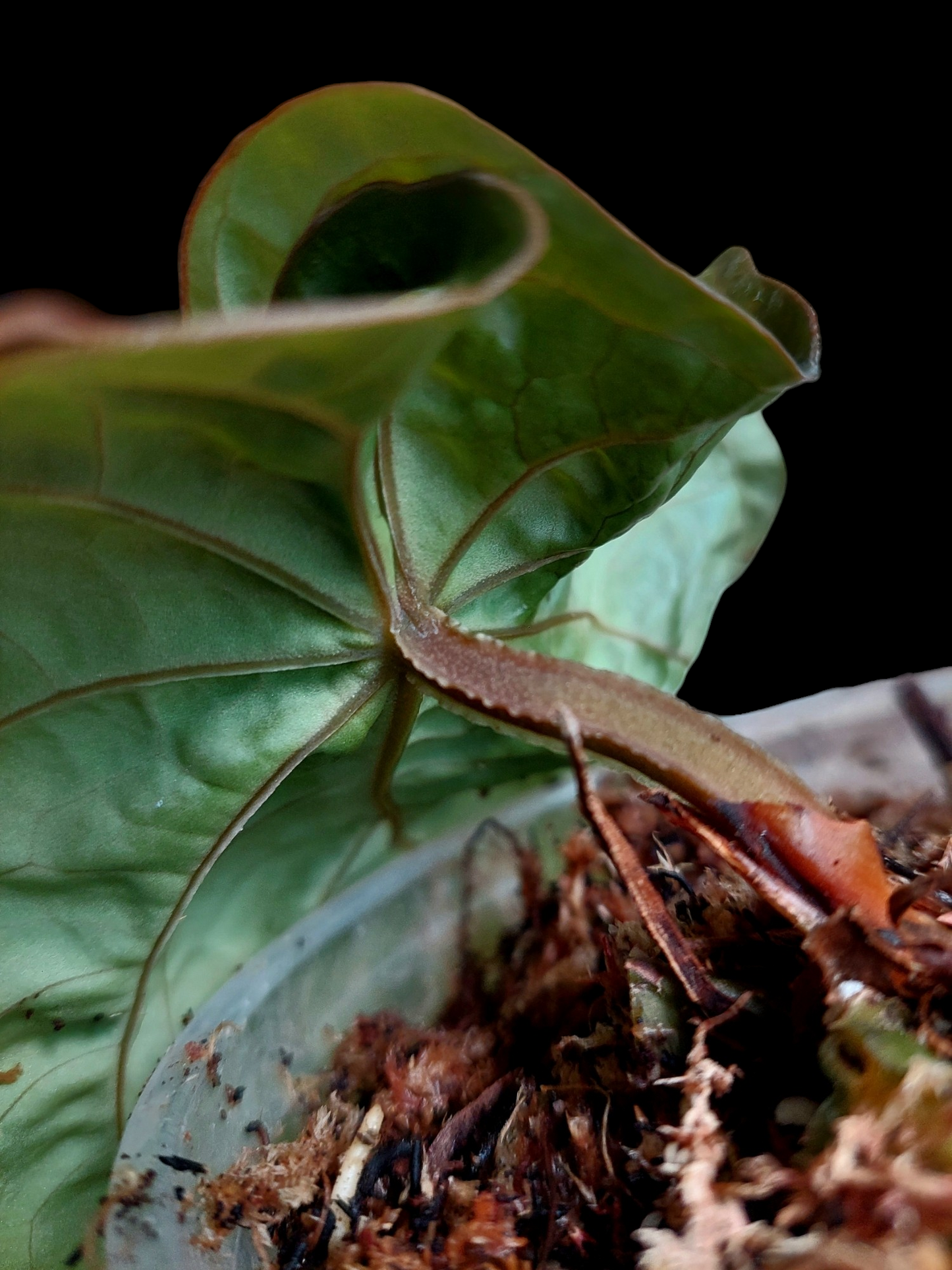 Anthurium Dressleri "Bocas del Toro" Dark Petiole Wild Ecotype 1 Leaf (EXACT PLANT)