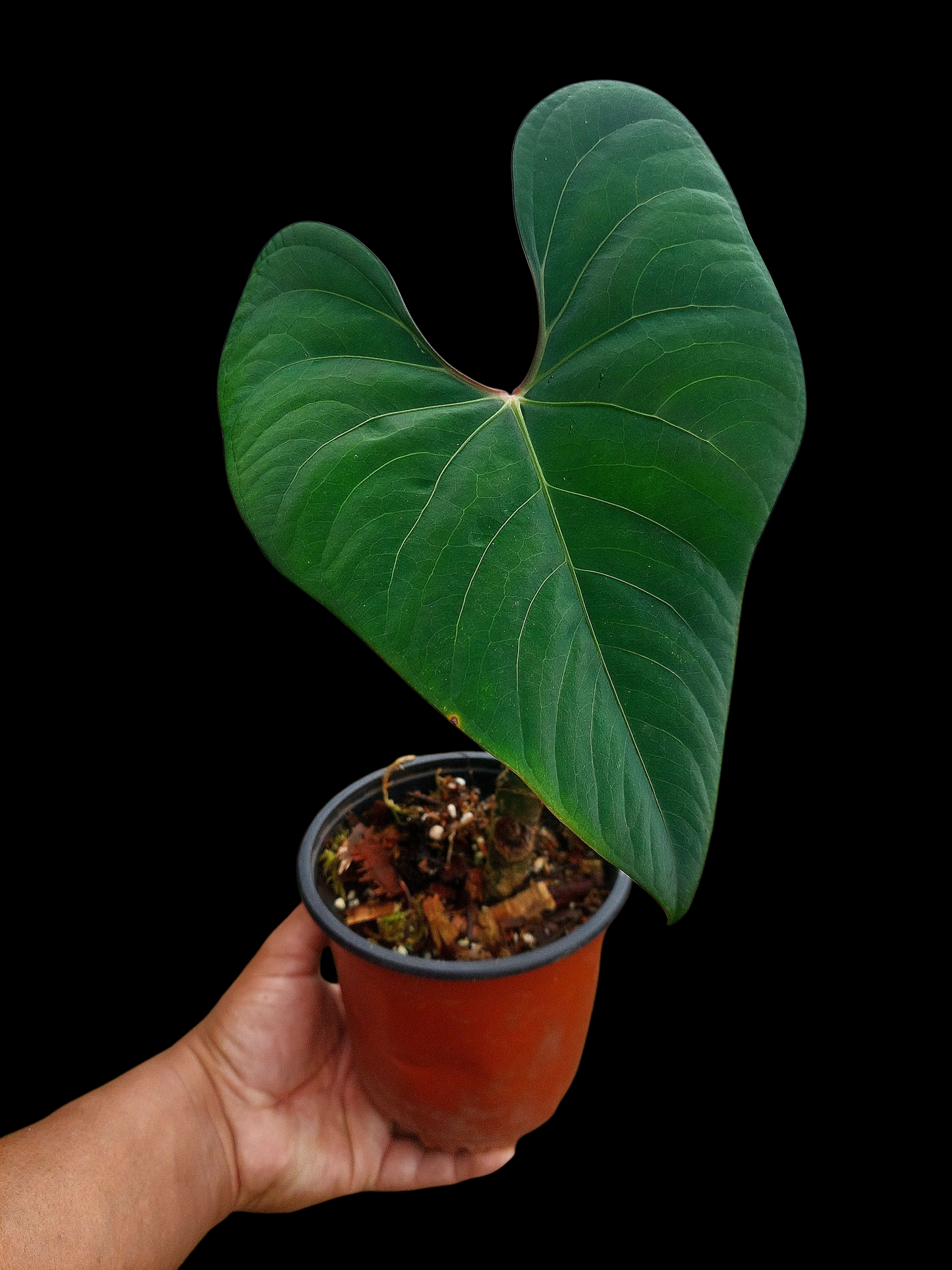 Anthurium sp. 'Huanuco Velvet' BIG PLANT Wild Ecotype (EXACT PLANT)