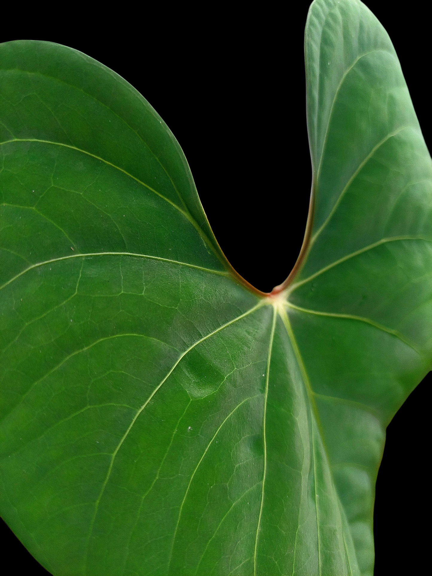 Anthurium sp. 'Huanuco Velvet' BIG PLANT Wild Ecotype (EXACT PLANT)