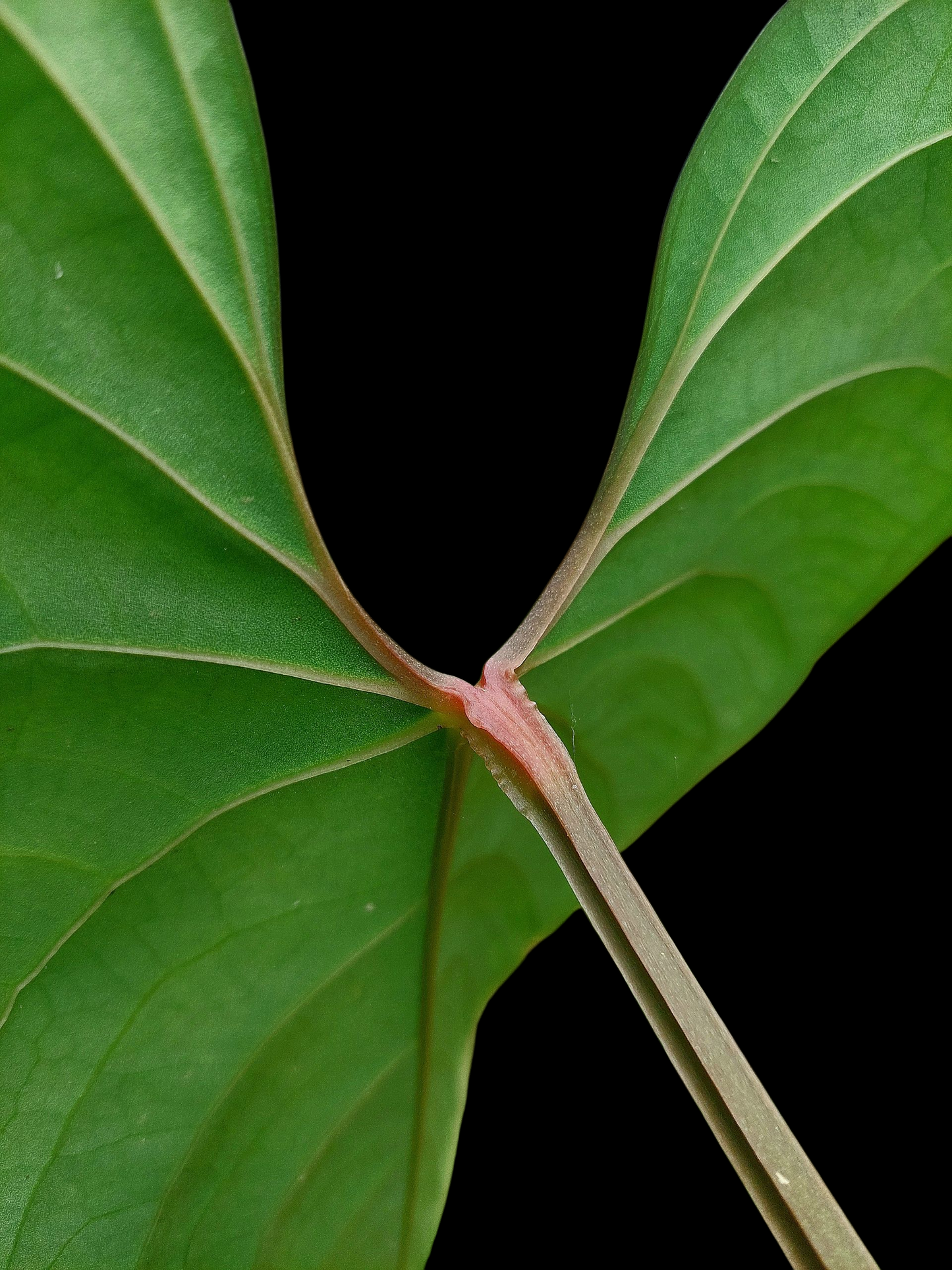 Anthurium sp. 'Huanuco Velvet' BIG PLANT Wild Ecotype (EXACT PLANT)