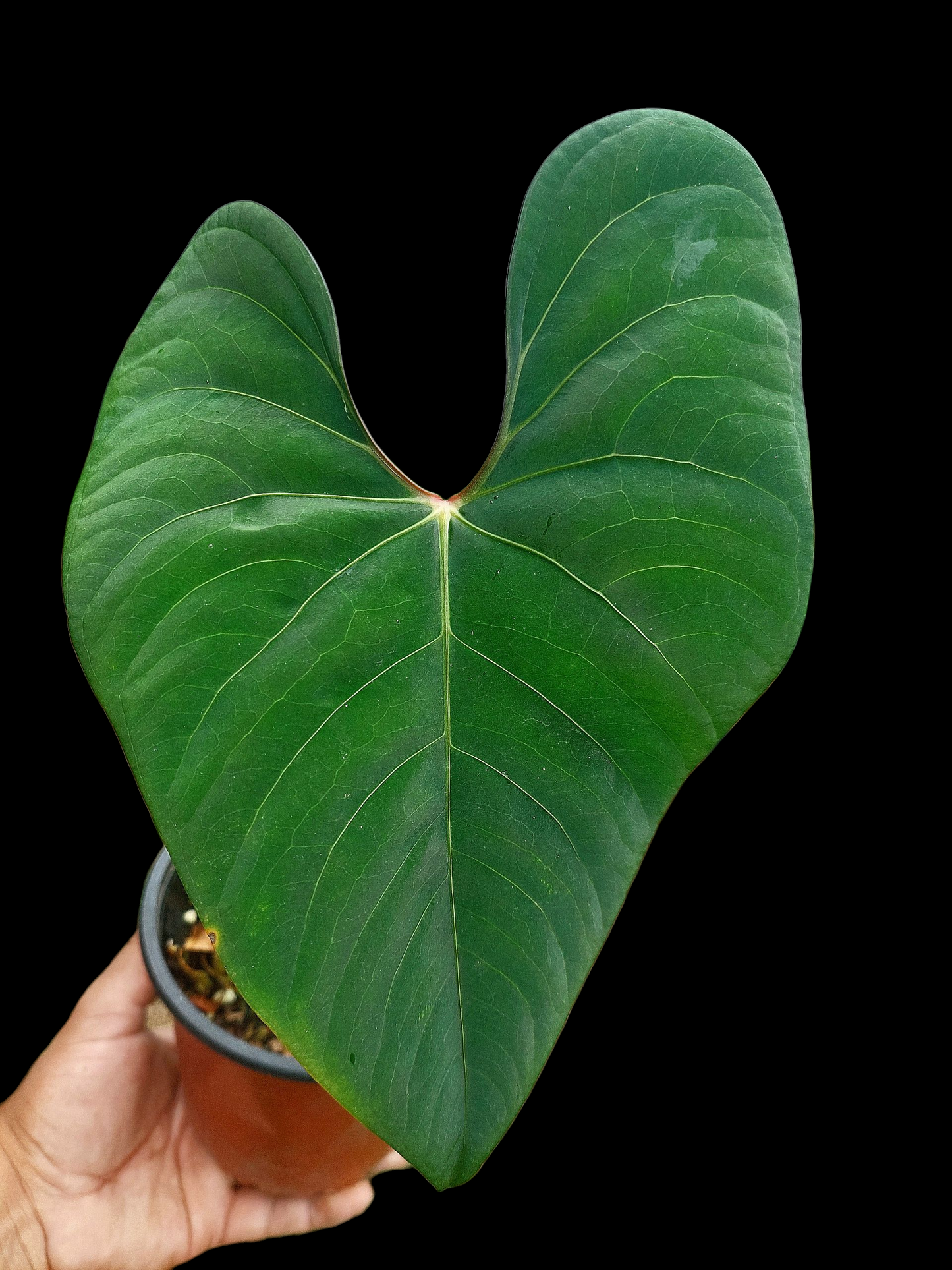 Anthurium sp. 'Huanuco Velvet' BIG PLANT Wild Ecotype (EXACT PLANT)