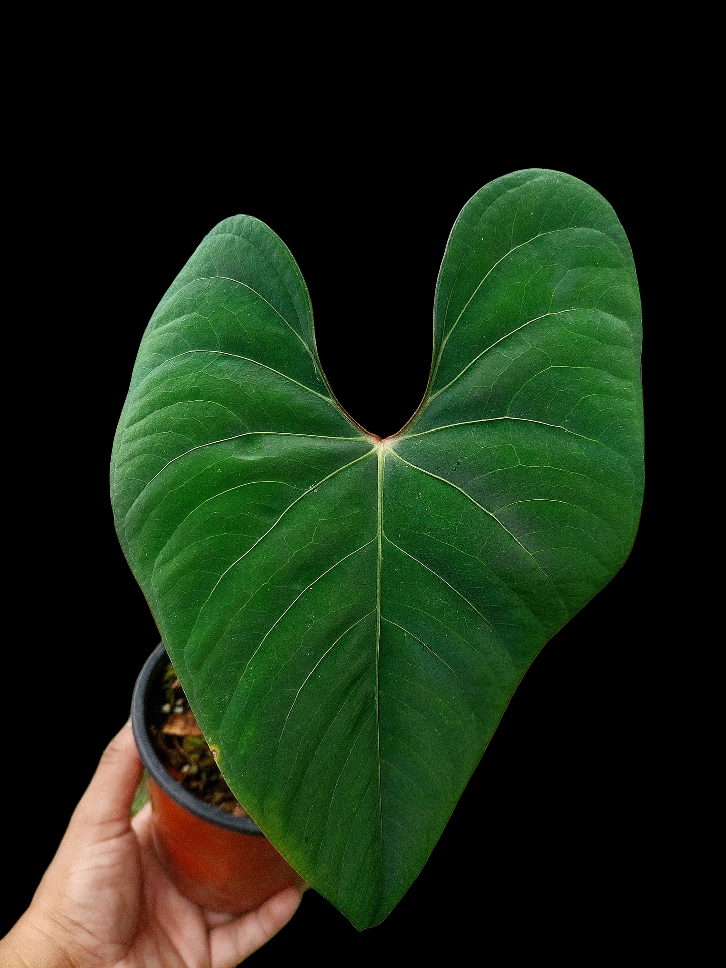 Anthurium sp. 'Huanuco Velvet' BIG PLANT Wild Ecotype (EXACT PLANT)