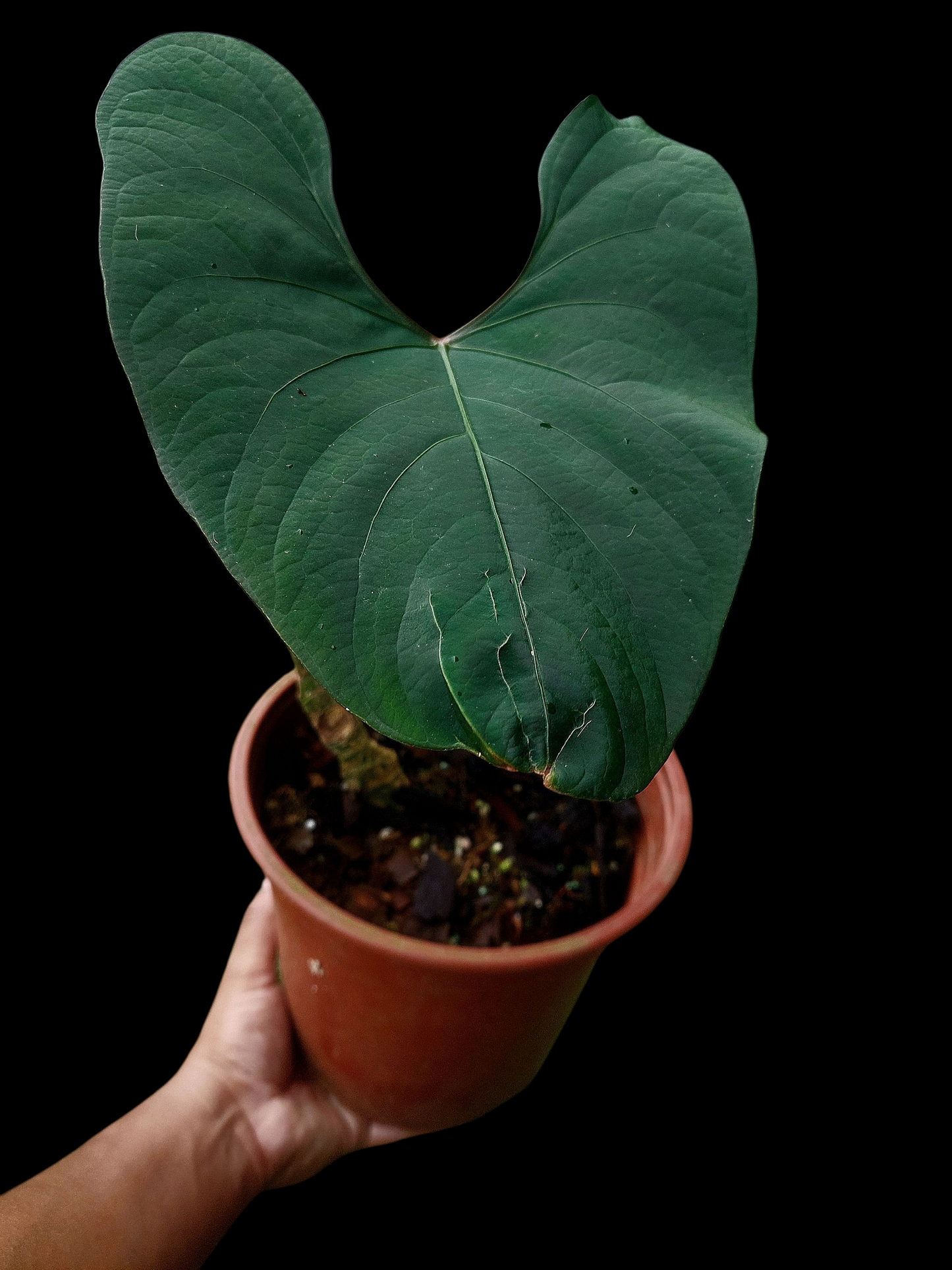 Anthurium sp. 'Huanuco Dark Velvet' BIG PLANT (EXACT PLANT)