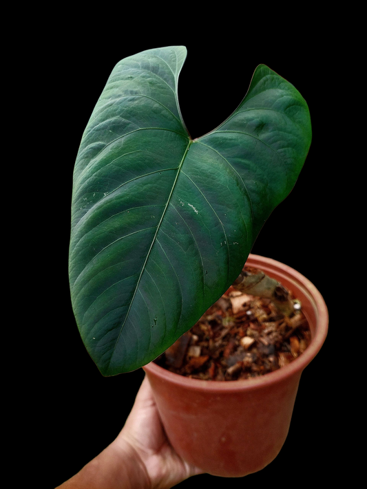 Anthurium sp. 'Huanuco Dark Velvet' BIG Plant Wild Ecotype (EXACT PLANT)