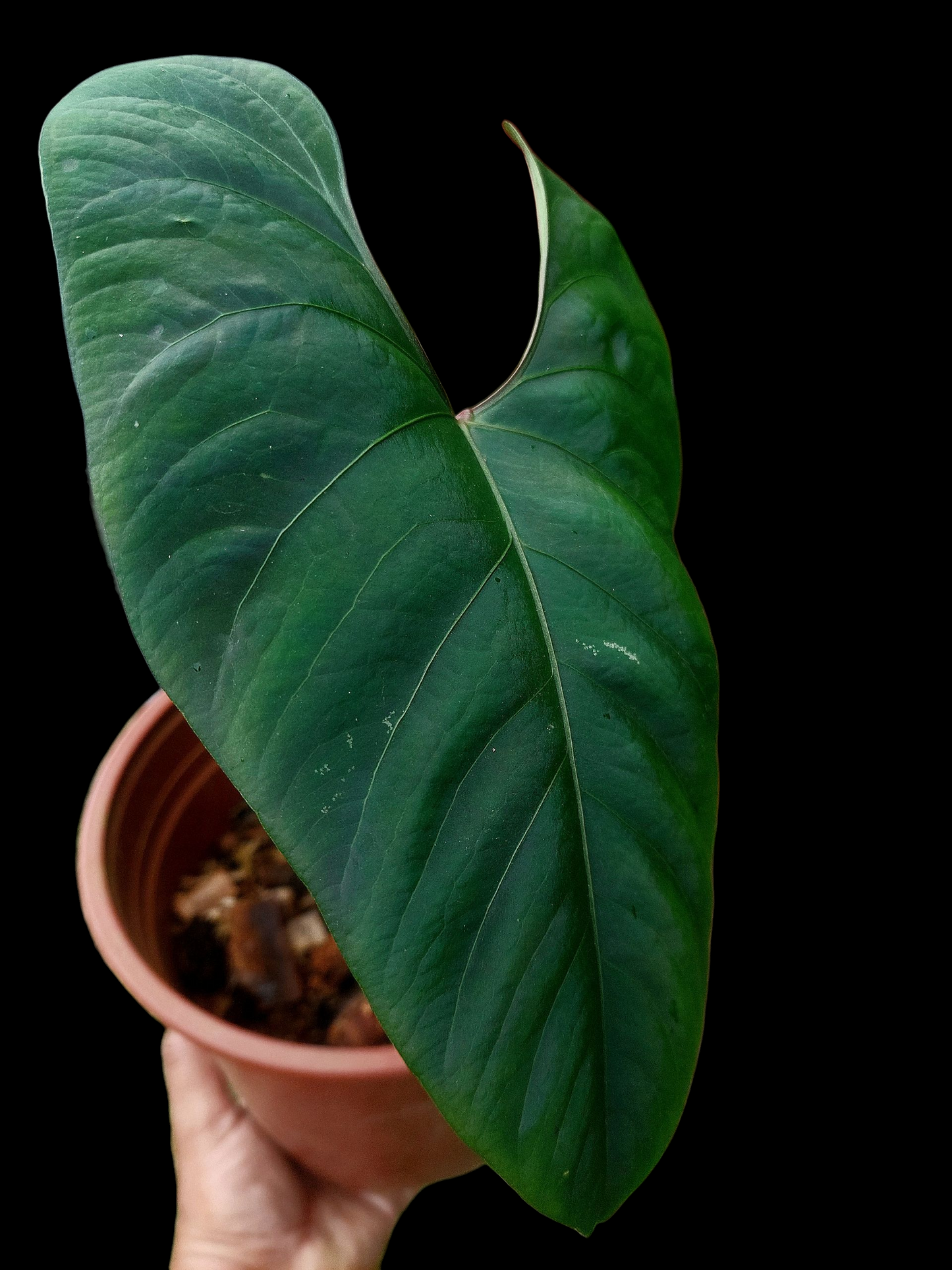 Anthurium sp. 'Huanuco Dark Velvet' BIG Plant Wild Ecotype (EXACT PLANT)