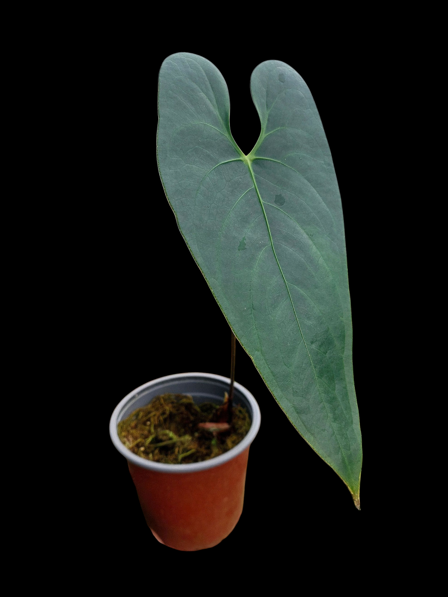 Anthurium sp. 'Shapaja Silver'  (EXACT PLANT)