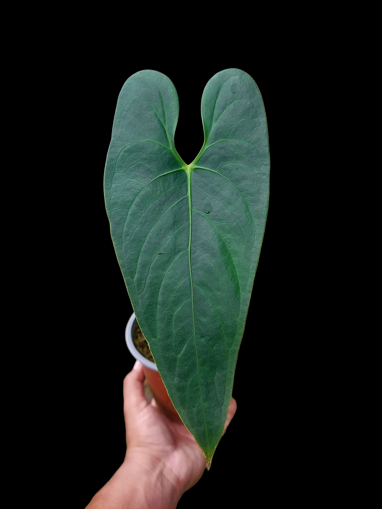 Anthurium sp. 'Shapaja Silver'  (EXACT PLANT)