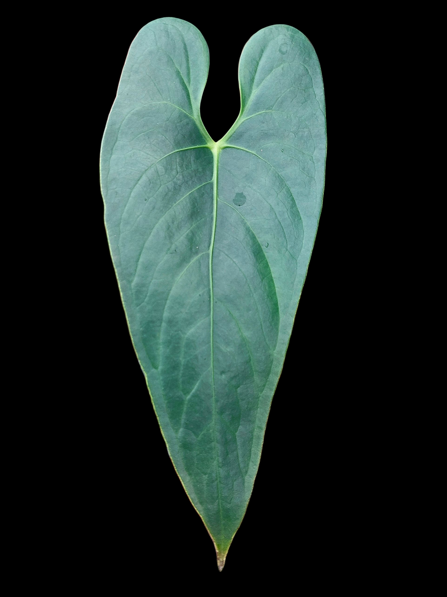 Anthurium sp. 'Shapaja Silver'  (EXACT PLANT)