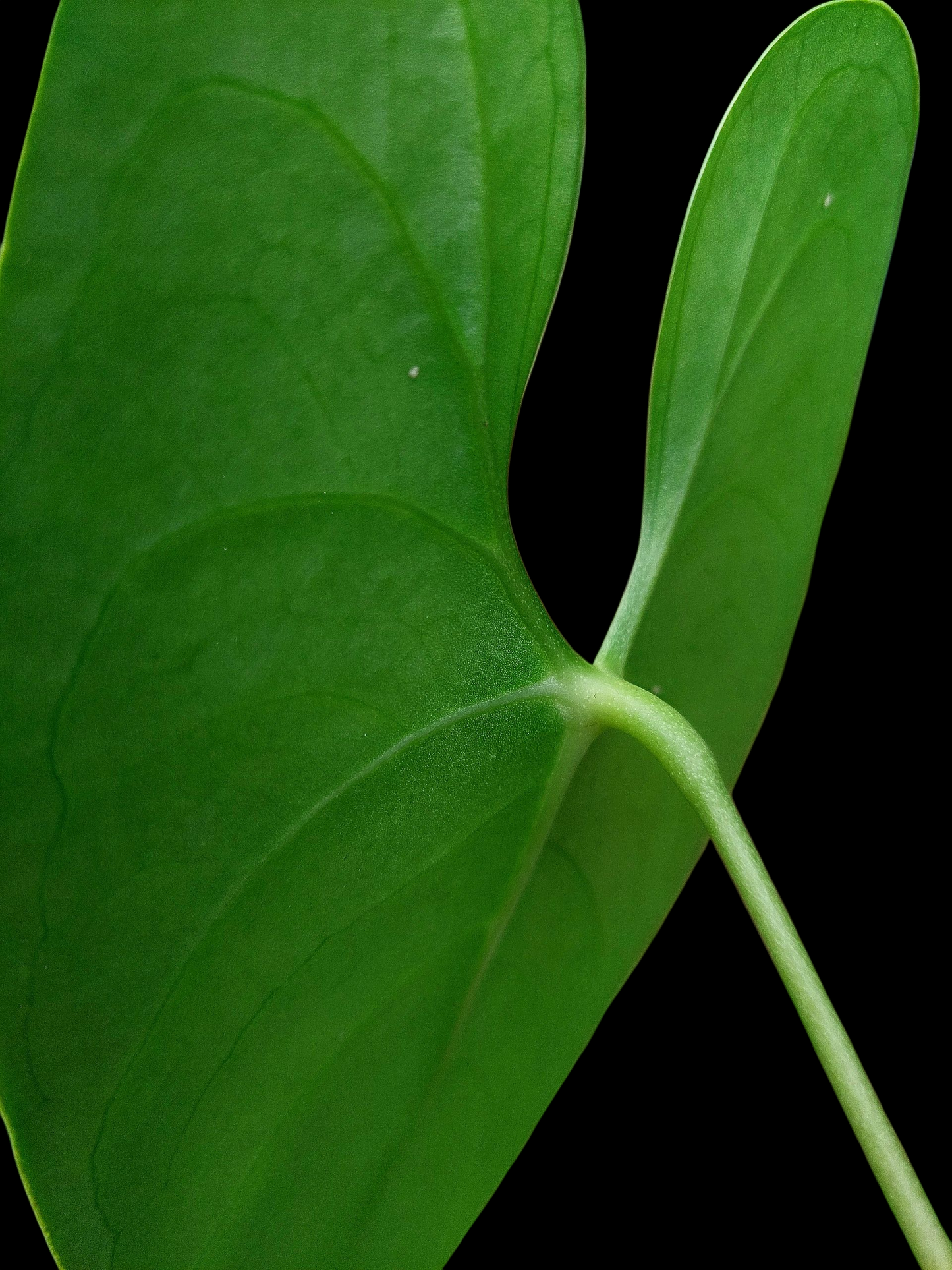 Anthurium sp. 'Shapaja Silver'  (EXACT PLANT)