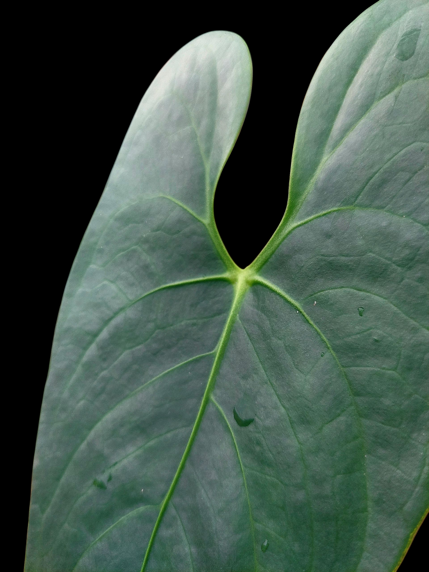 Anthurium sp. 'Shapaja Silver'  (EXACT PLANT)