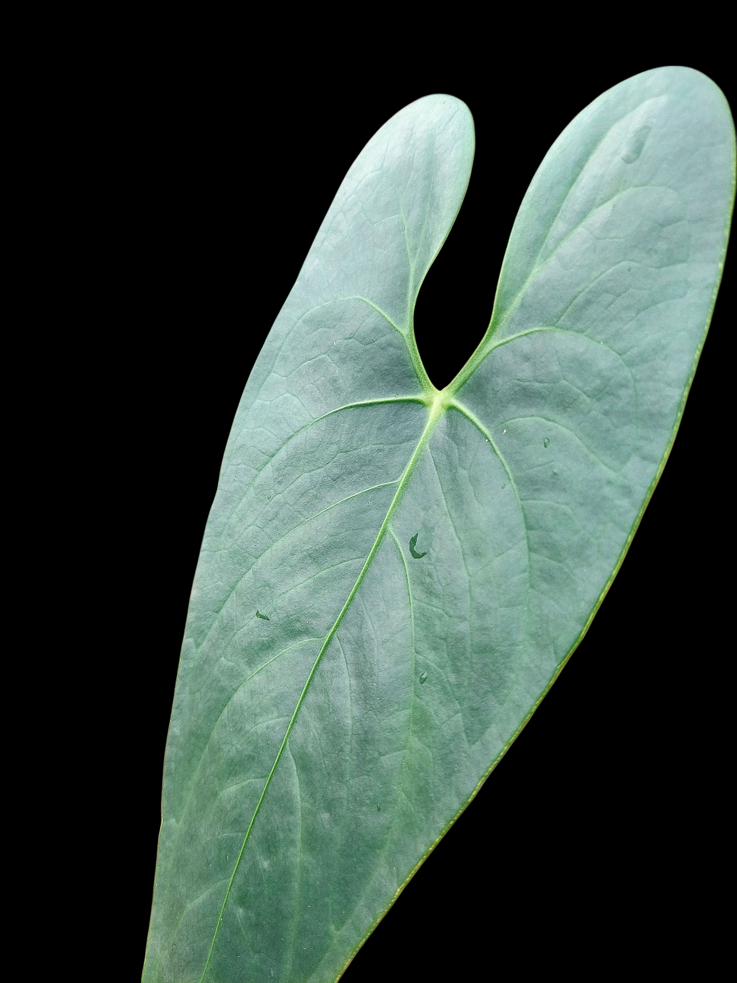 Anthurium sp. 'Shapaja Silver'  (EXACT PLANT)