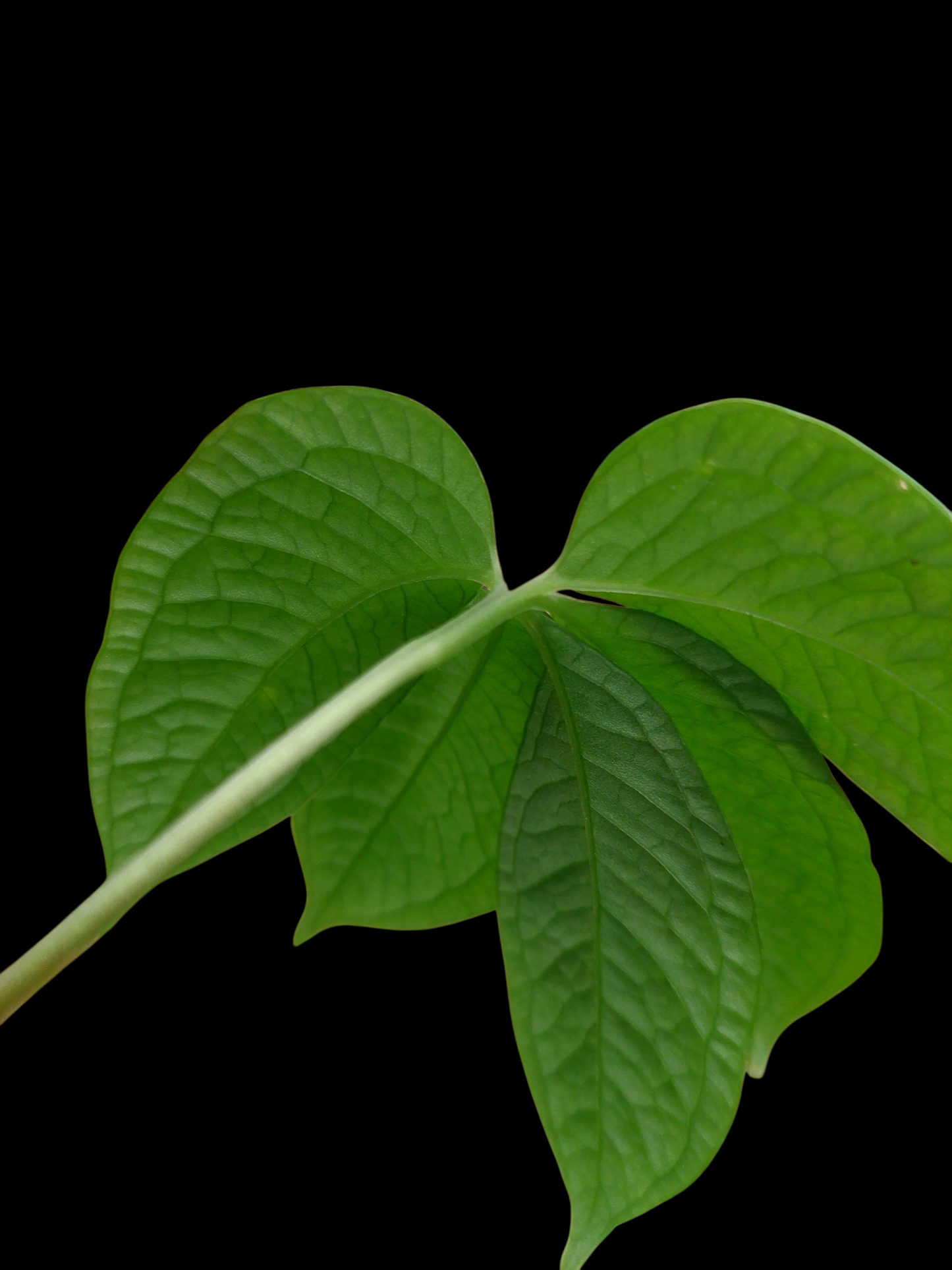 Anthurium sp. 'Weed of the Andes' (ACTUAL PLANT)