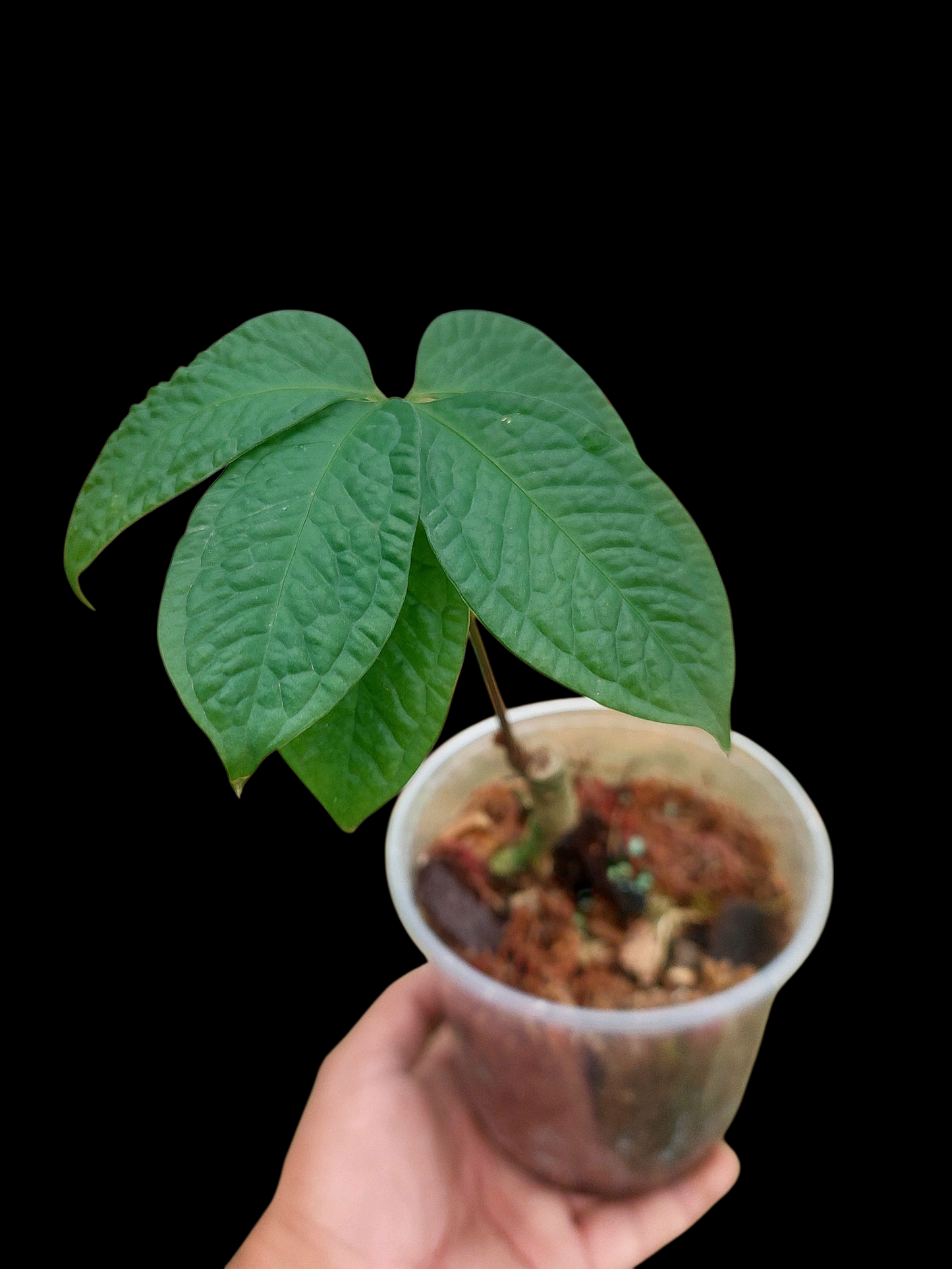 Anthurium sp. 'Weed of the Andes' (ACTUAL PLANT)