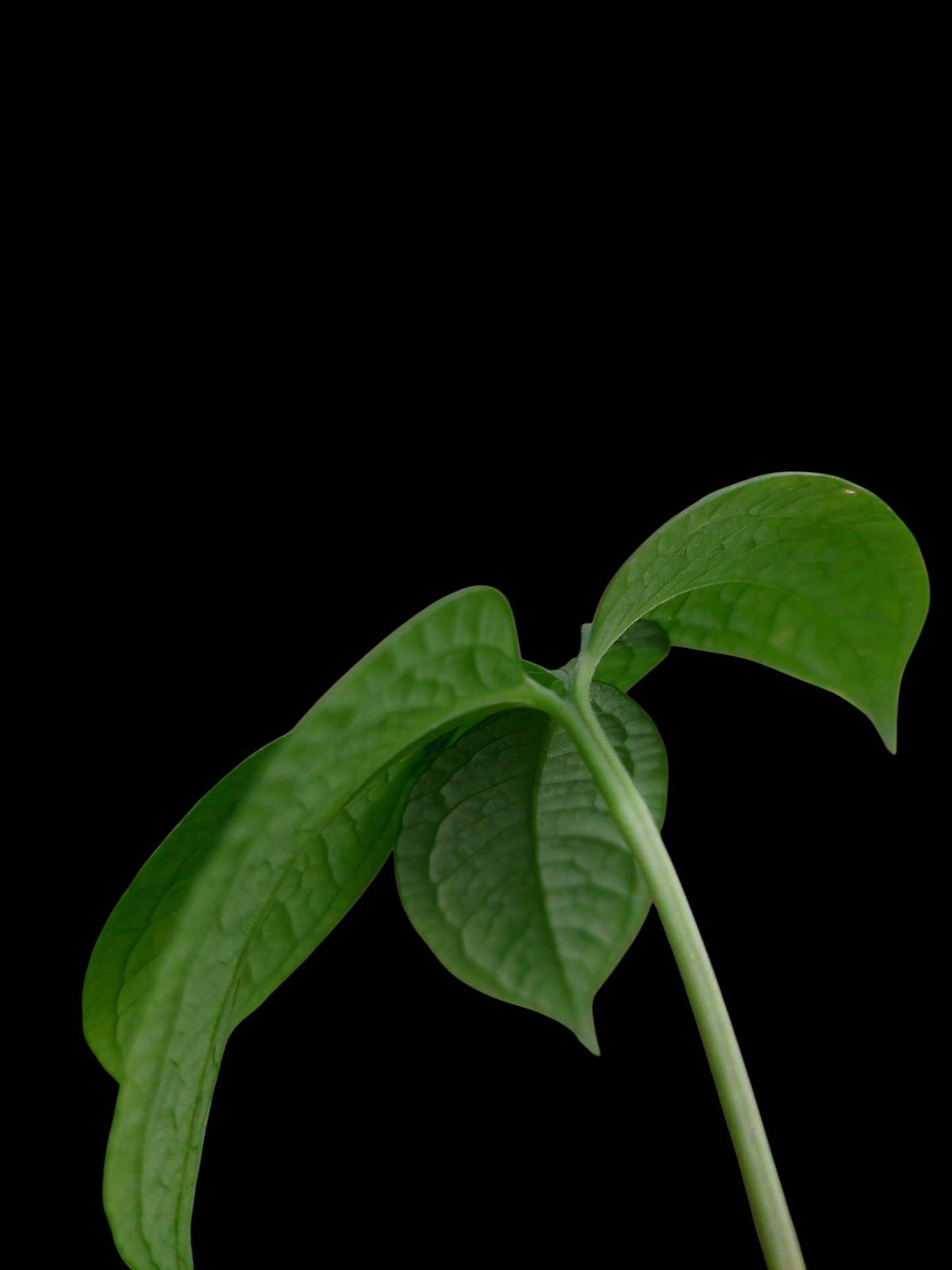 Anthurium sp. 'Weed of the Andes' (ACTUAL PLANT)