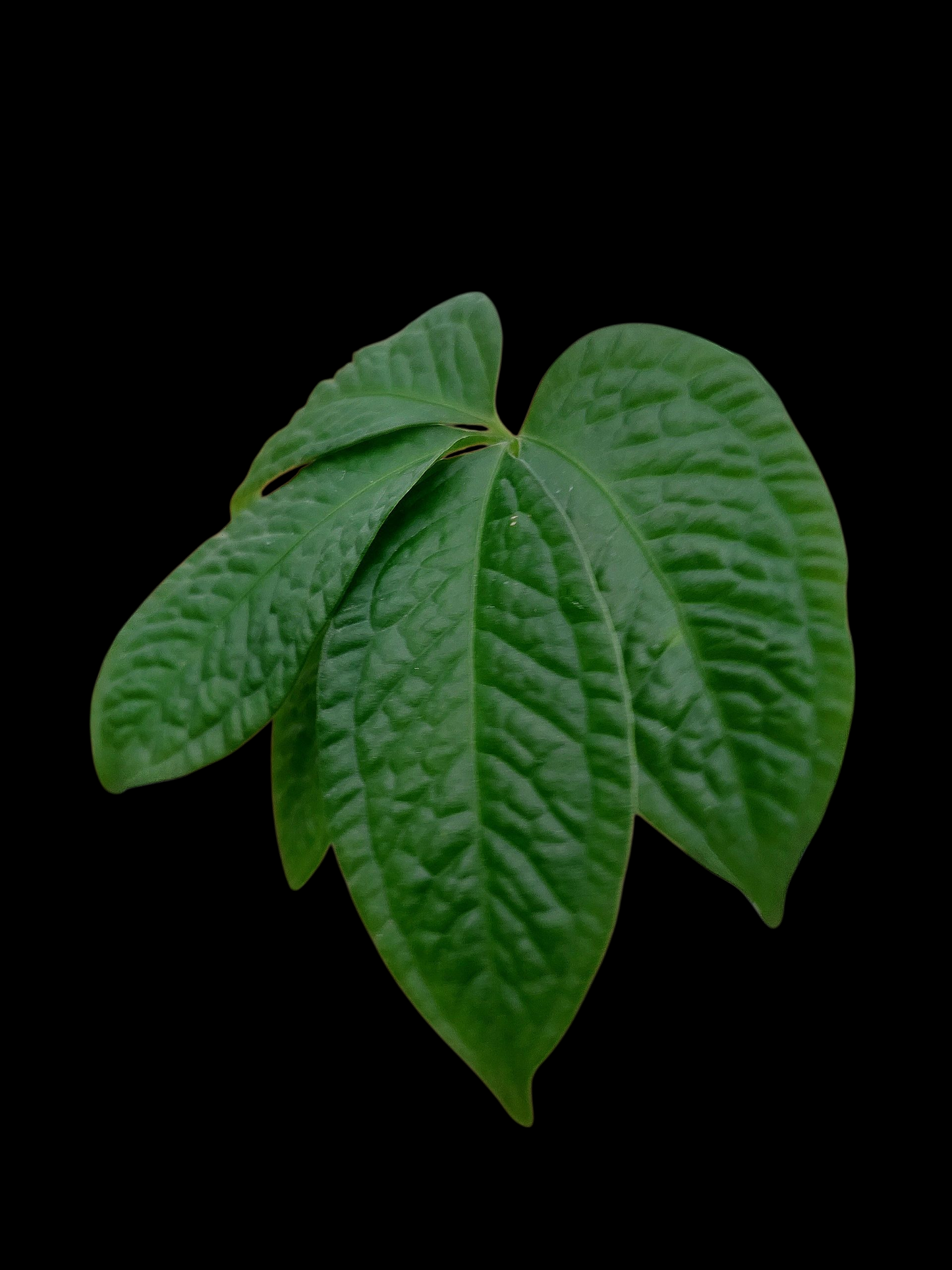 Anthurium sp. 'Weed of the Andes' (ACTUAL PLANT)