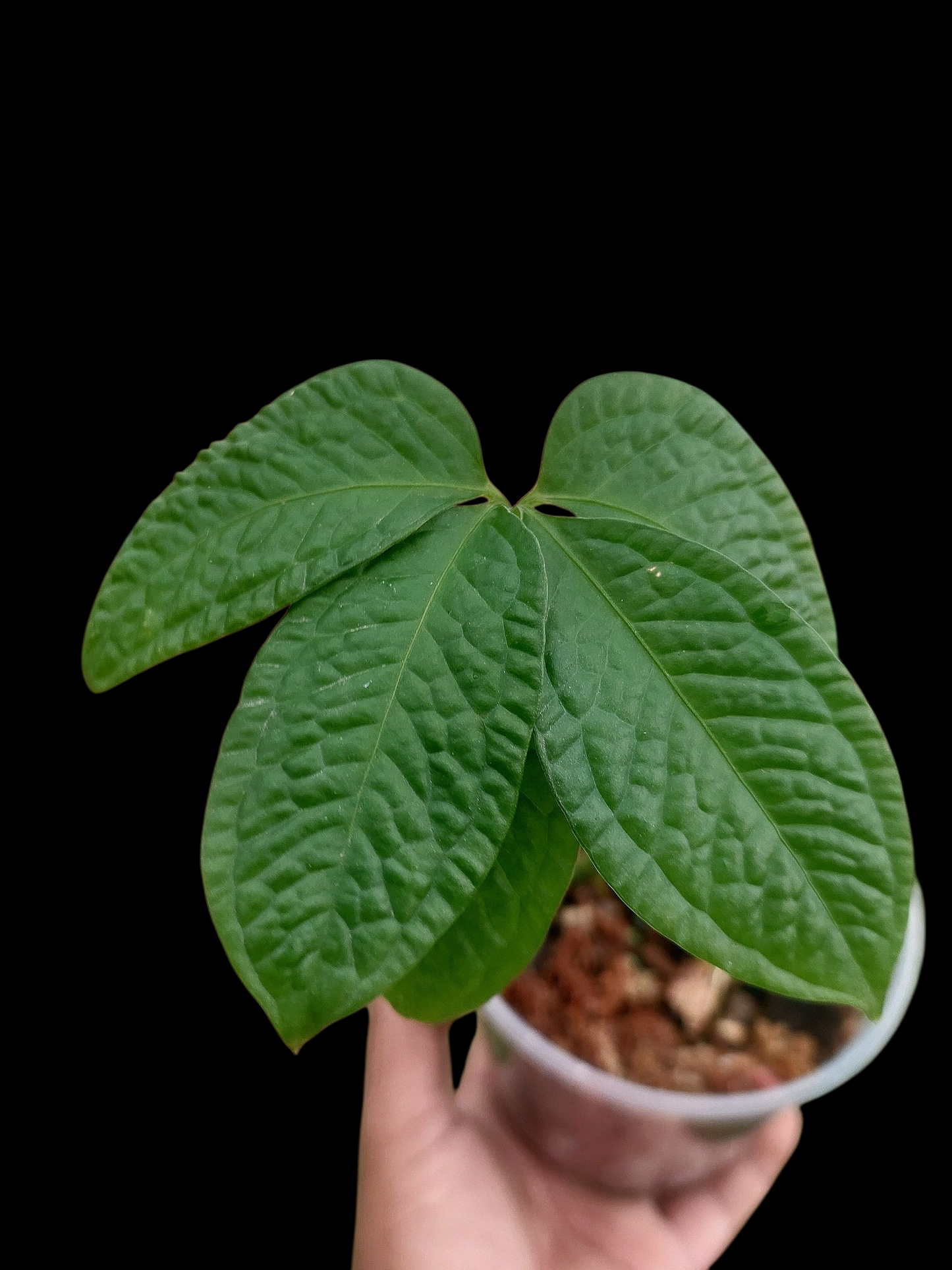 Anthurium sp. 'Weed of the Andes' (ACTUAL PLANT)