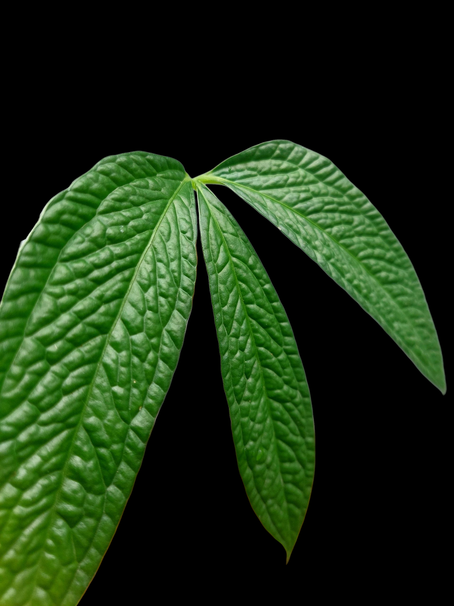 Anthurium sp. 'Weed of the Andes' (EXACT PLANT)
