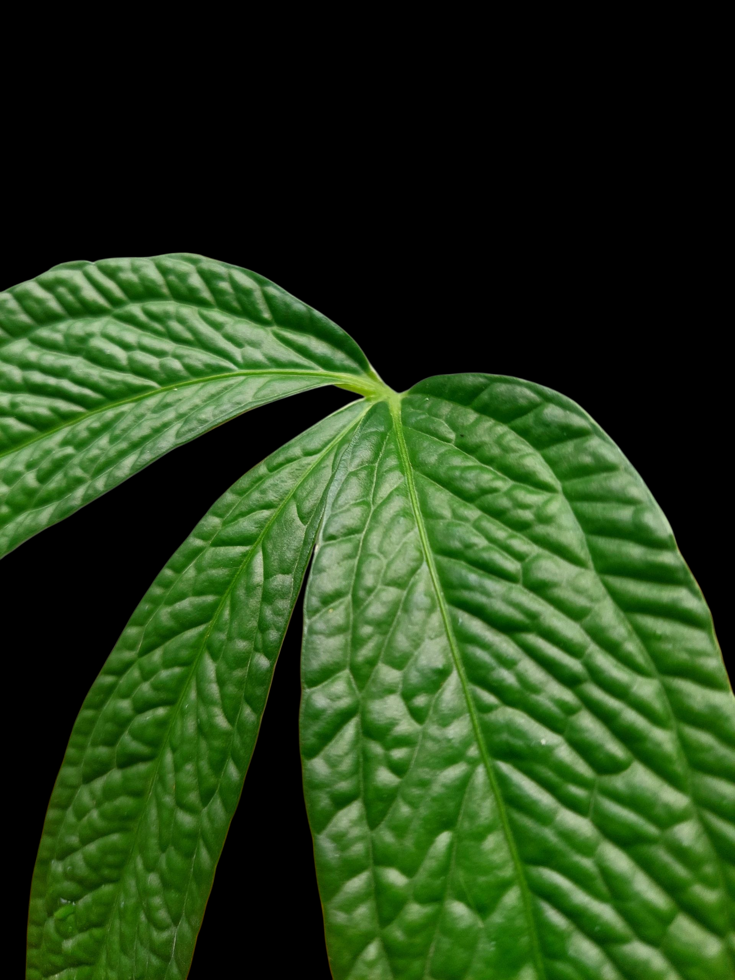 Anthurium sp. 'Weed of the Andes' (EXACT PLANT)