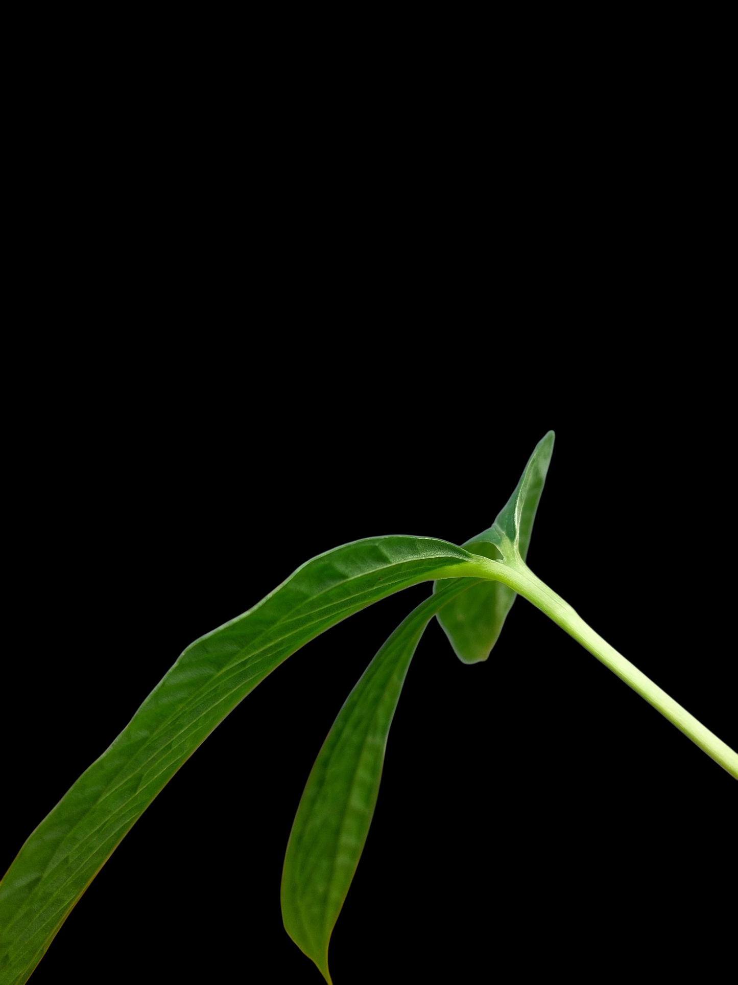 Anthurium sp. 'Weed of the Andes' (EXACT PLANT)