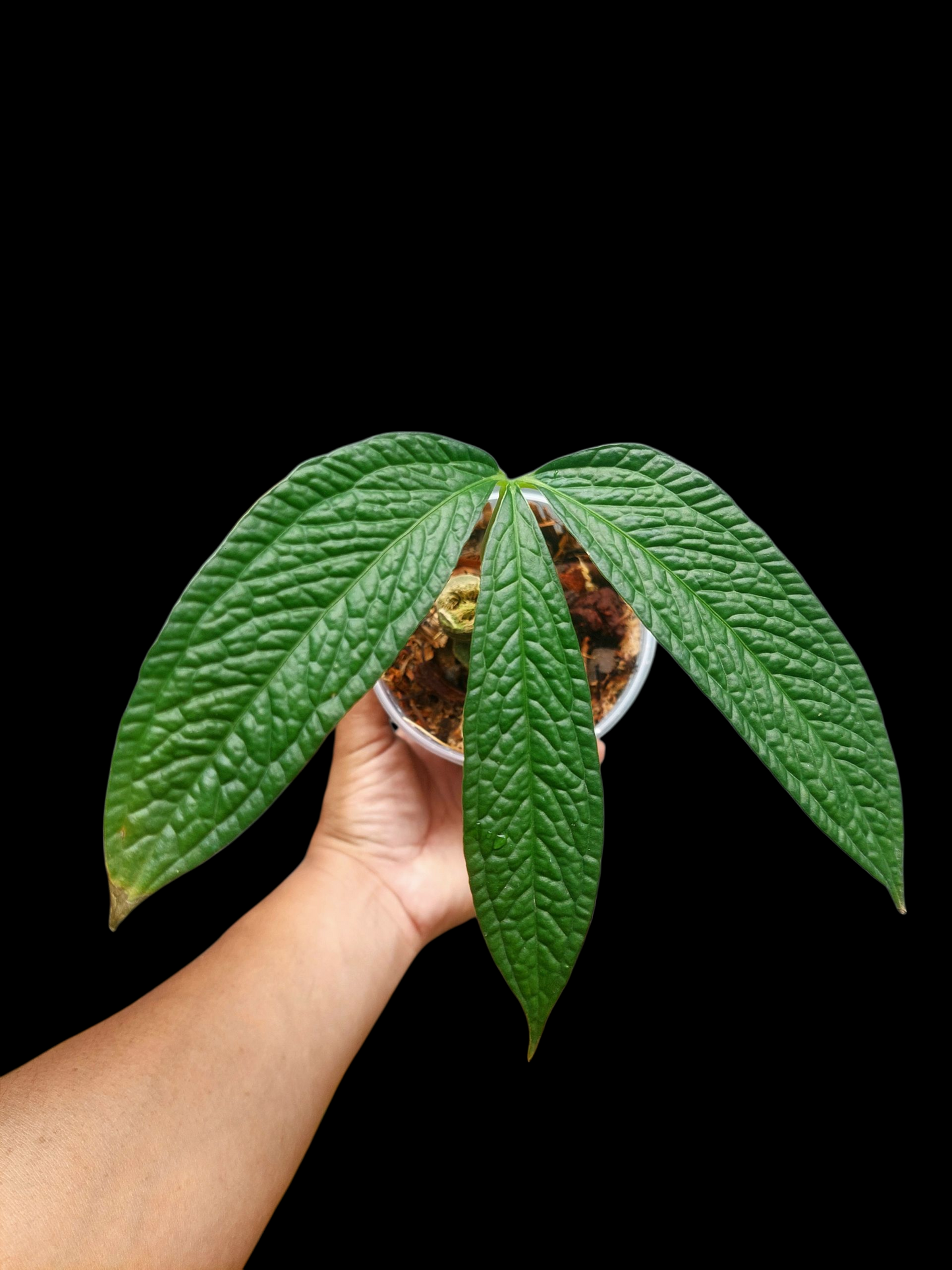 Anthurium sp. 'Weed of the Andes' (EXACT PLANT)