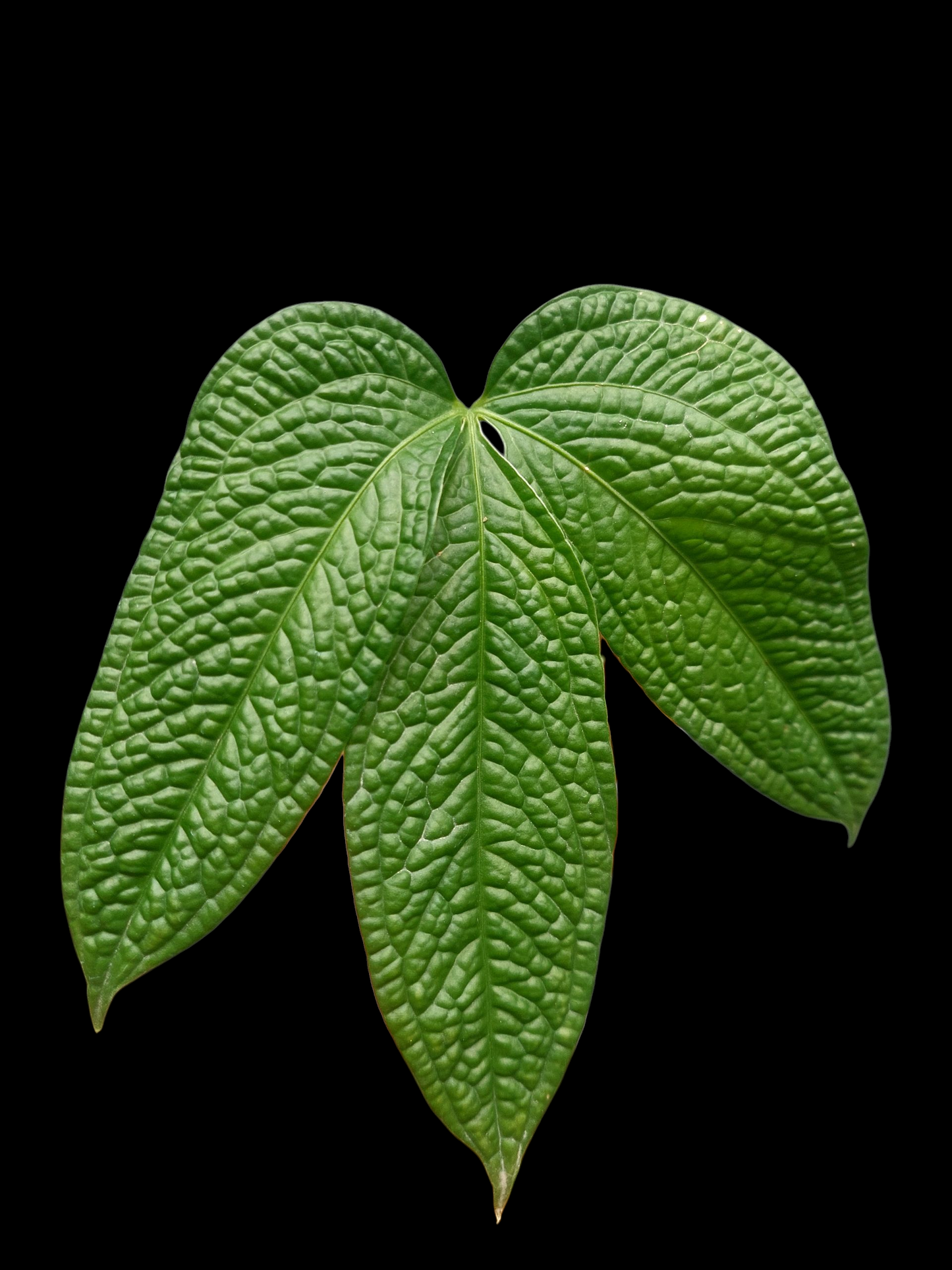 Anthurium sp. 'Weed of the Andes' (ACTUAL PLANT)