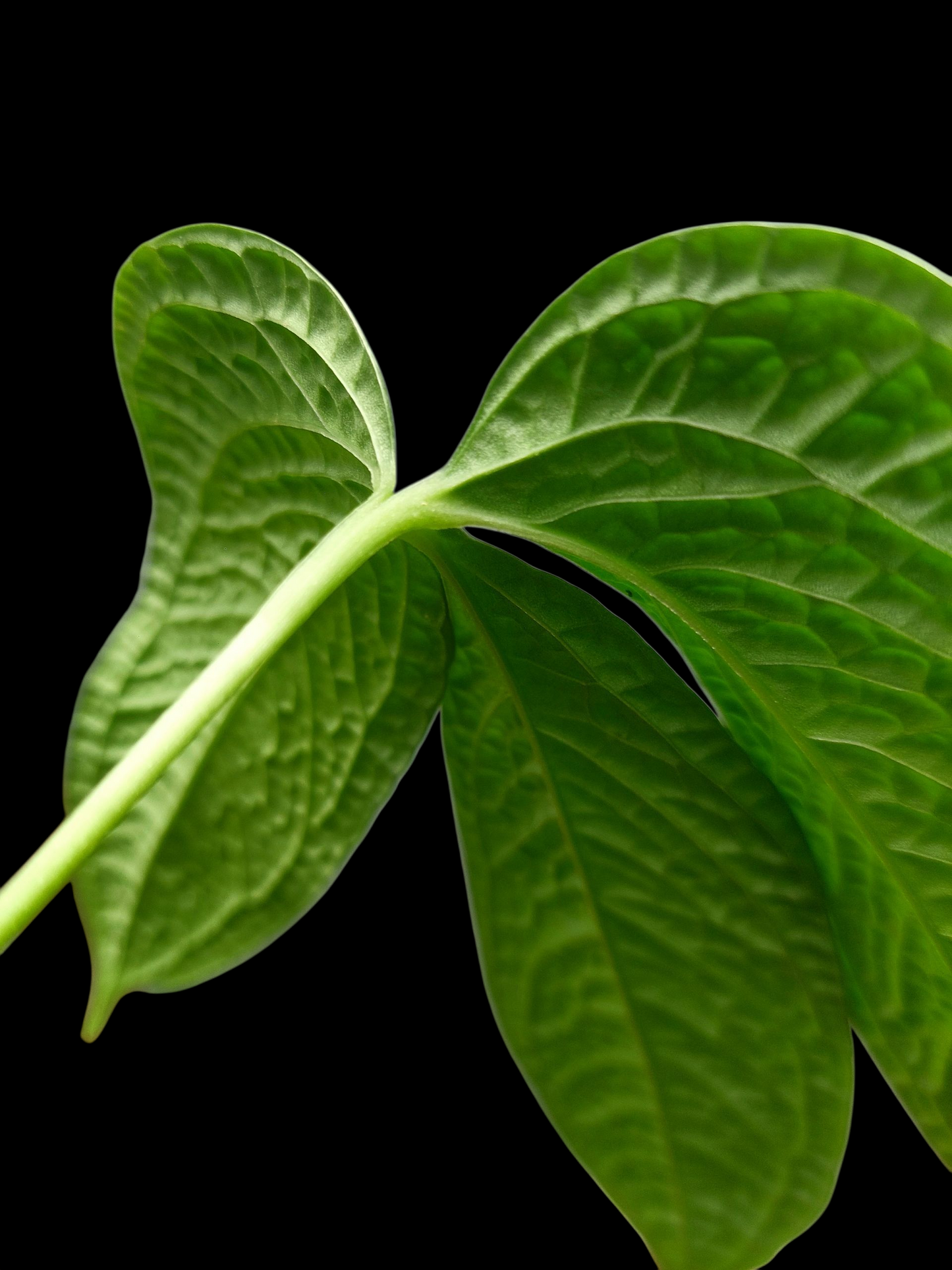 Anthurium sp. 'Weed of the Andes' (ACTUAL PLANT)