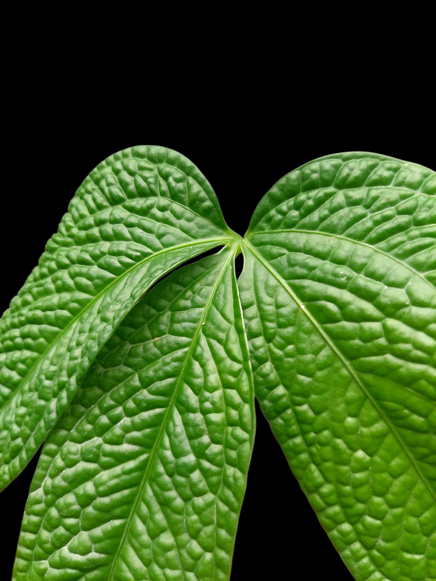 Anthurium sp. 'Weed of the Andes' (ACTUAL PLANT)