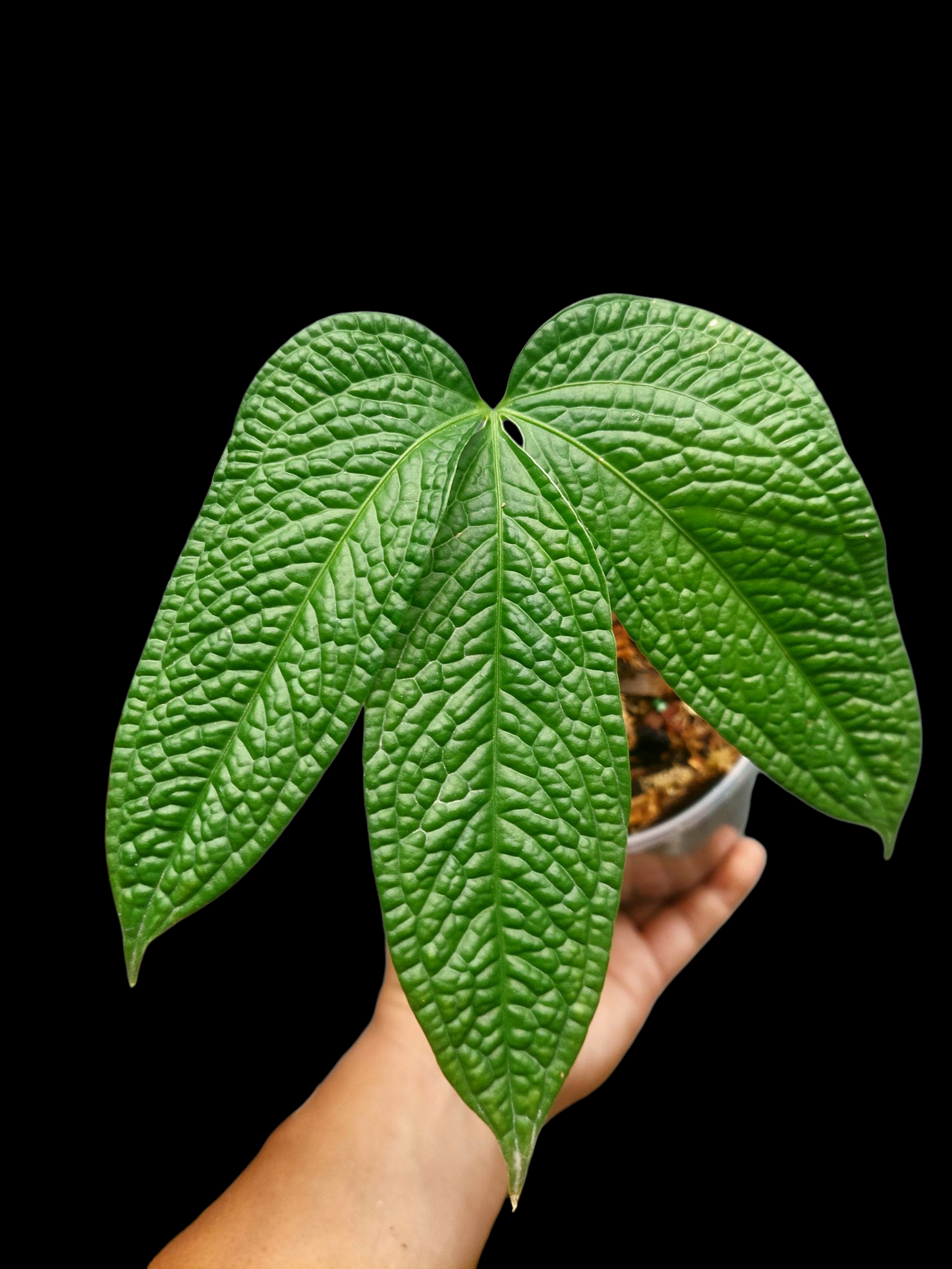 Anthurium sp. 'Weed of the Andes' (ACTUAL PLANT)