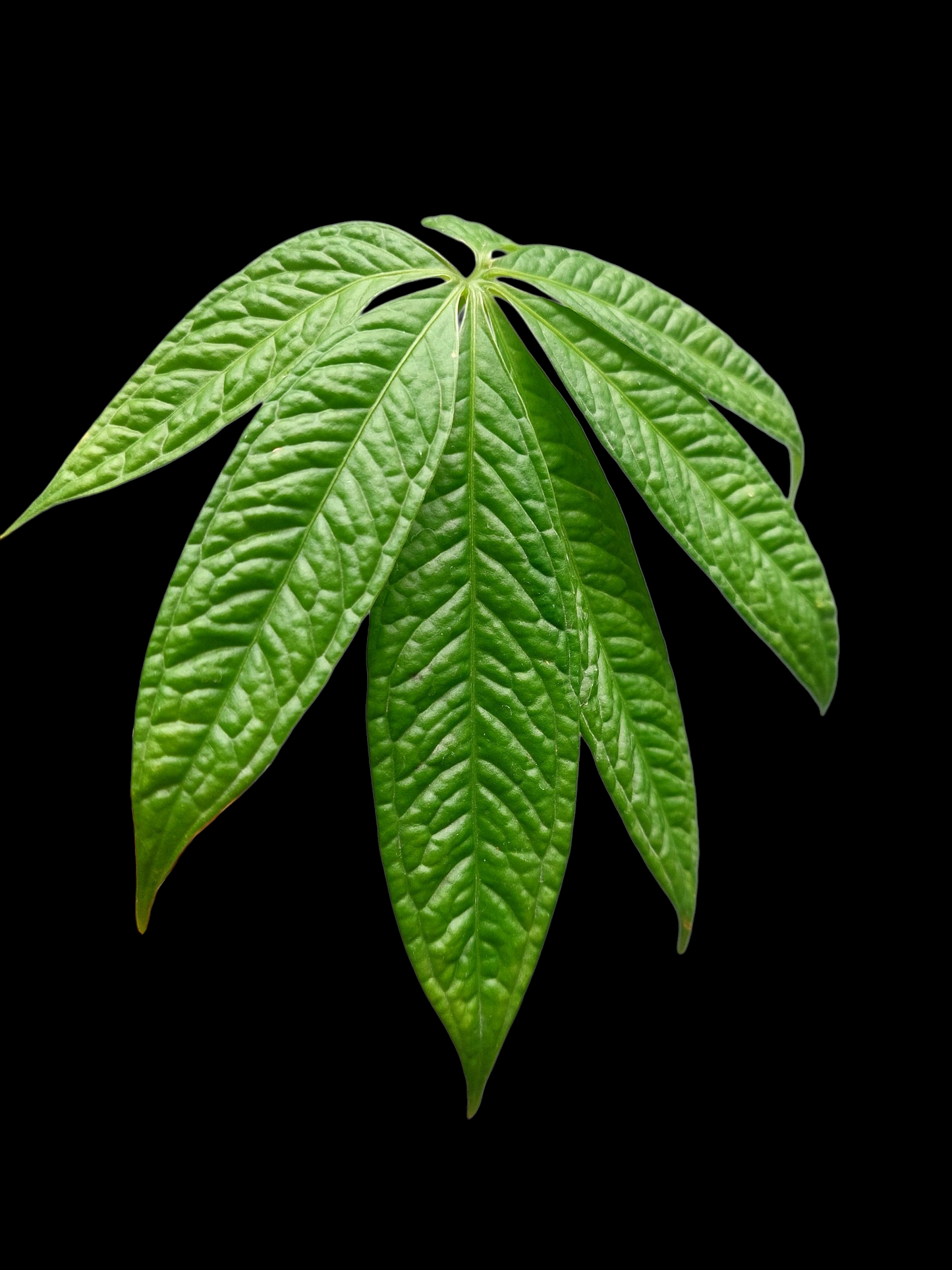 Anthurium sp. 'Weed of the Andes' (ACTUAL PLANT)
