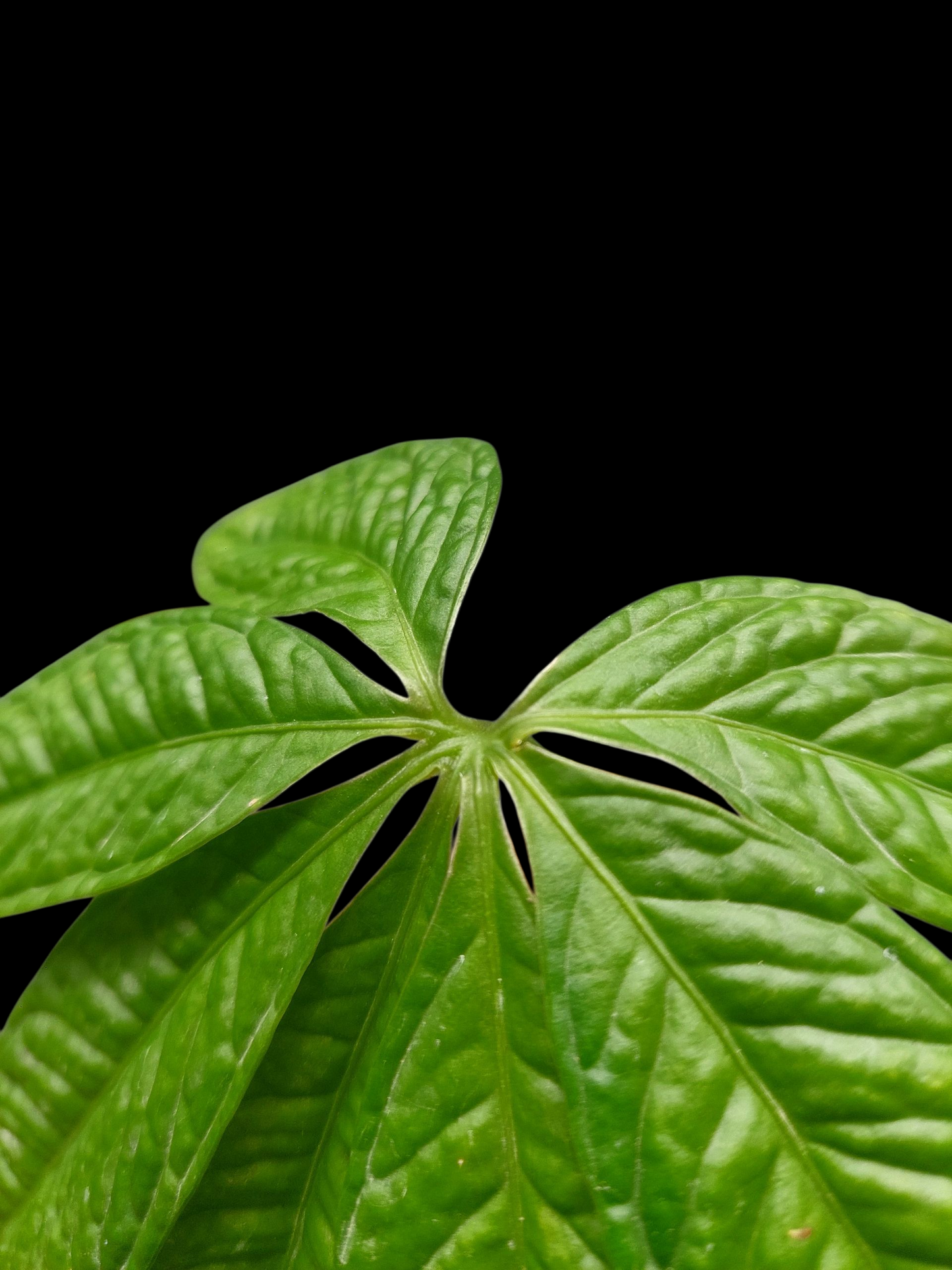 Anthurium sp. 'Weed of the Andes' (ACTUAL PLANT)
