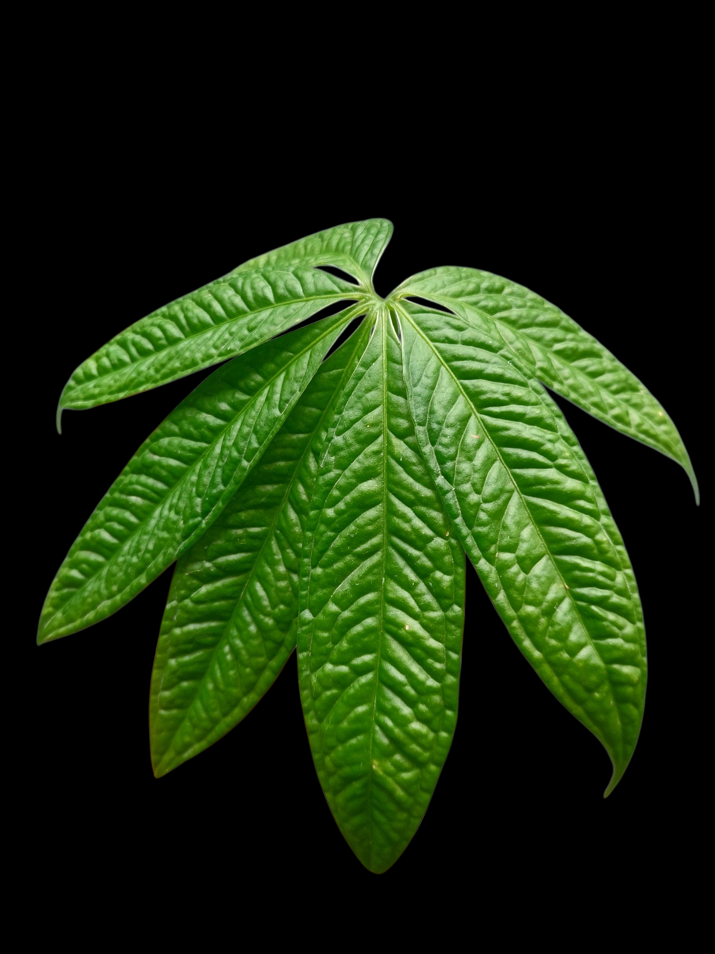 Anthurium sp. 'Weed of the Andes' (ACTUAL PLANT)