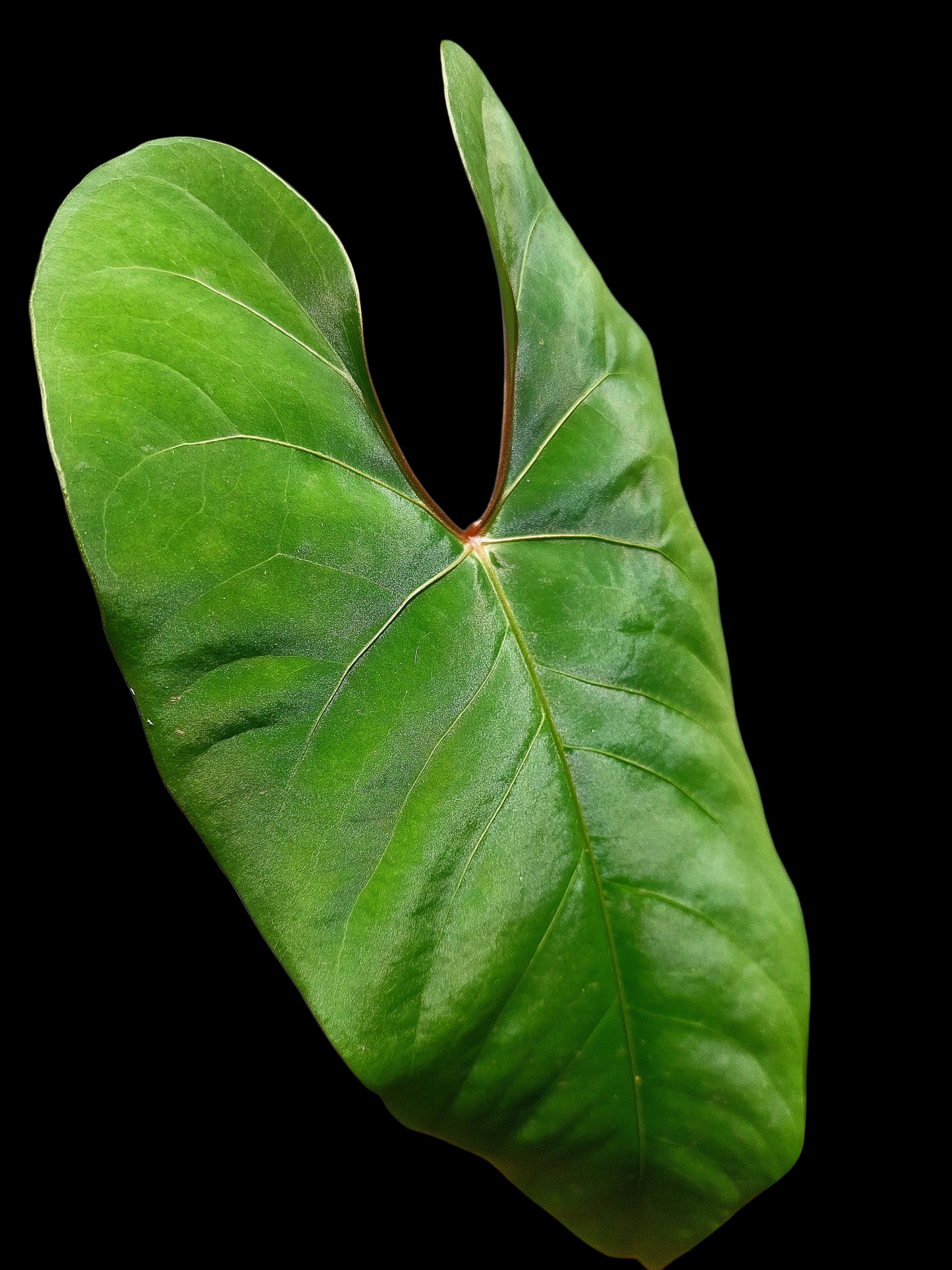 Anthurium sp. 'Huanuco Velvet' BIG PLANT (EXACT PLANT)