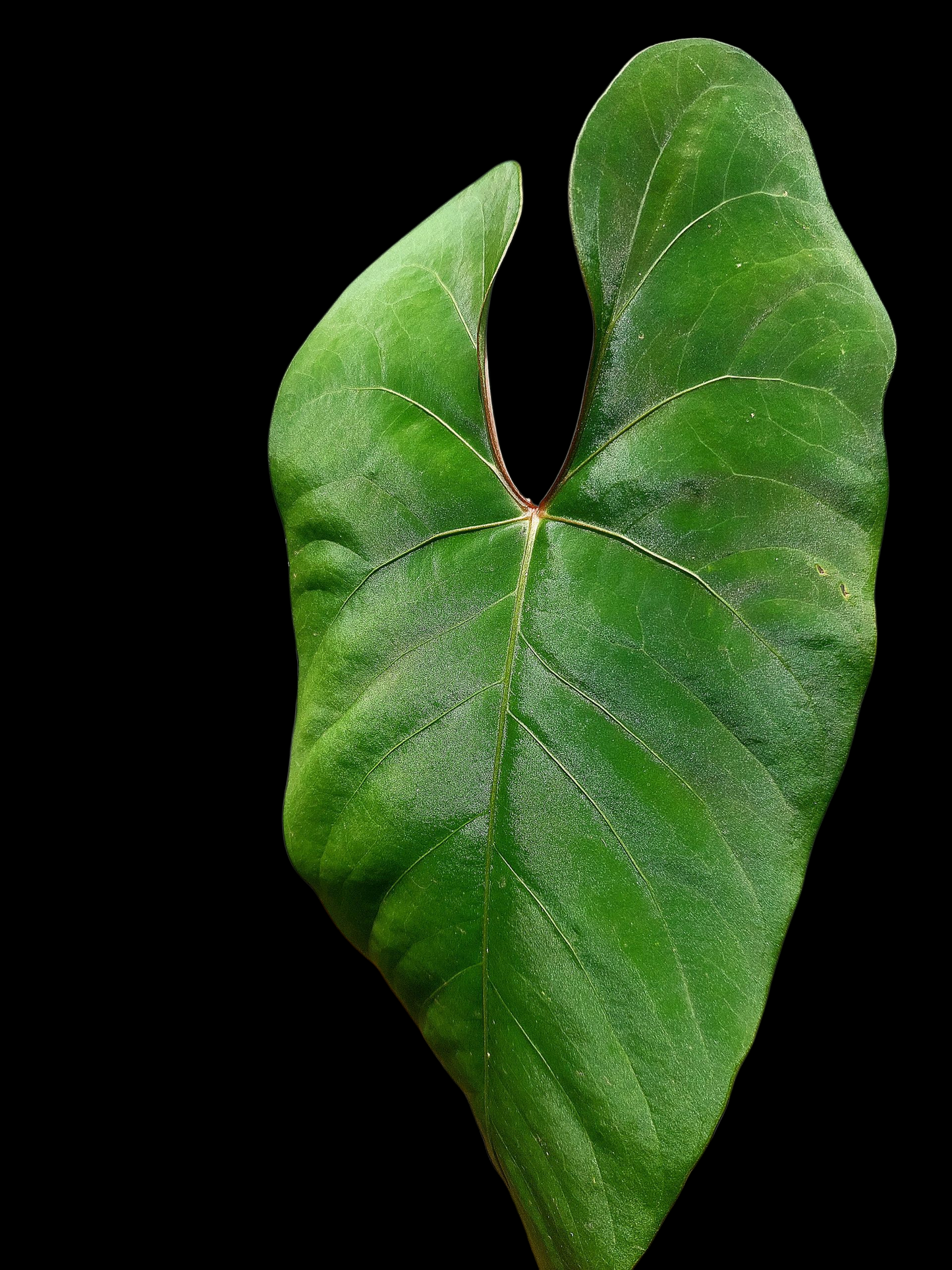 Anthurium sp. 'Huanuco Velvet' BIG PLANT (EXACT PLANT)