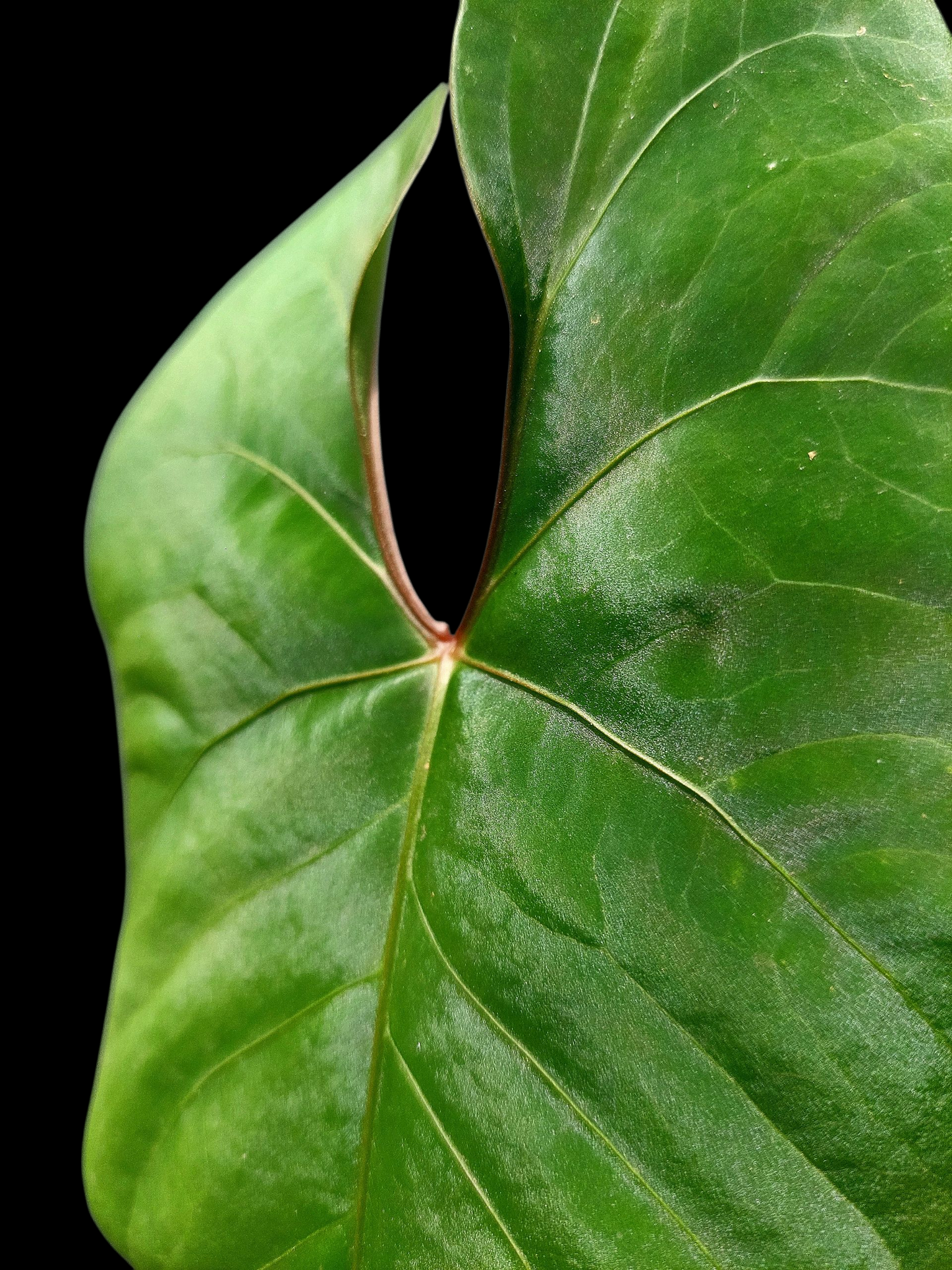 Anthurium sp. 'Huanuco Velvet' BIG PLANT (EXACT PLANT)