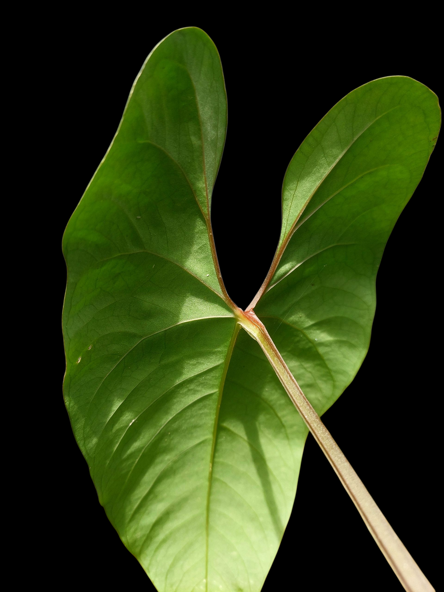 Anthurium sp. 'Huanuco Velvet' BIG PLANT (EXACT PLANT)