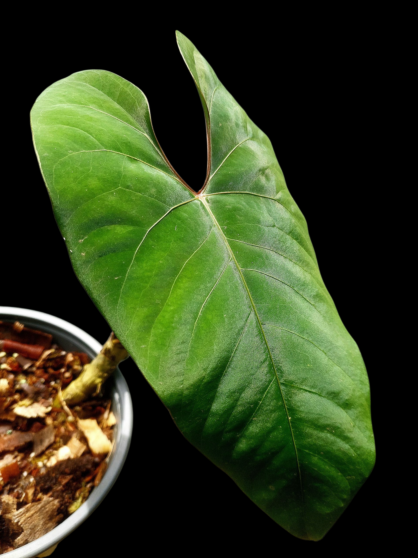 Anthurium sp. 'Huanuco Velvet' BIG PLANT (EXACT PLANT)