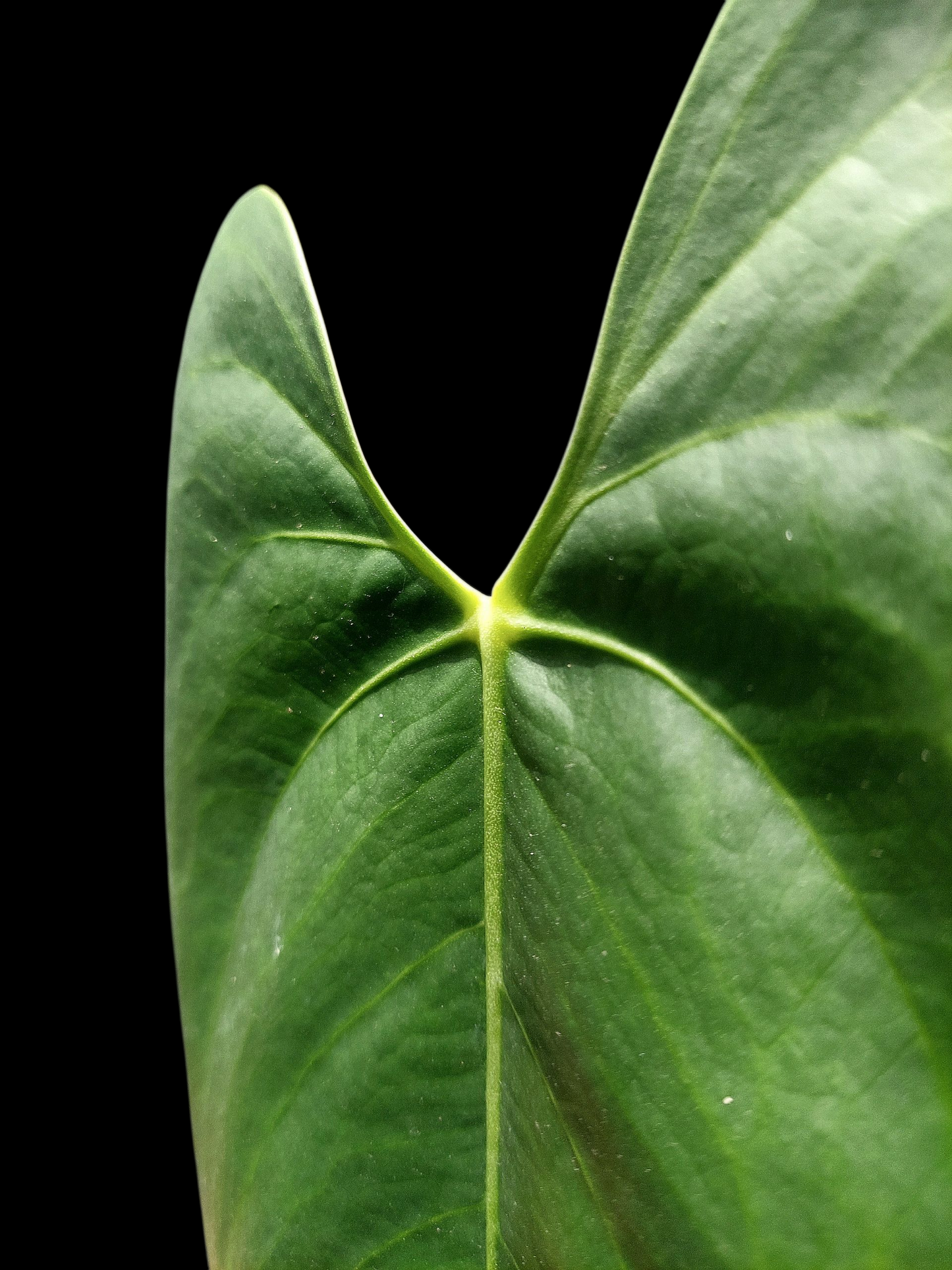 Anthurium sp. 'Shapaja Silver'  (EXACT PLANT)