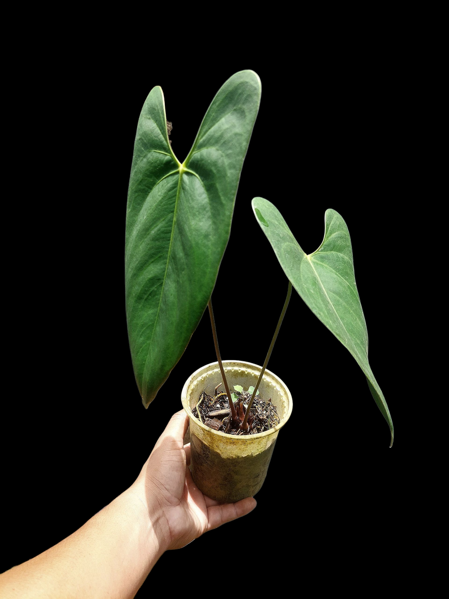 Anthurium sp. 'Shapaja Silver'  (EXACT PLANT)